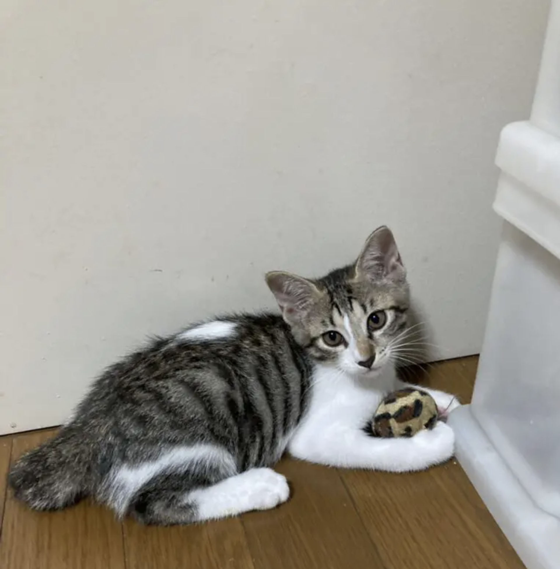 雑種（ミックス猫）・オスの里親募集の写真
