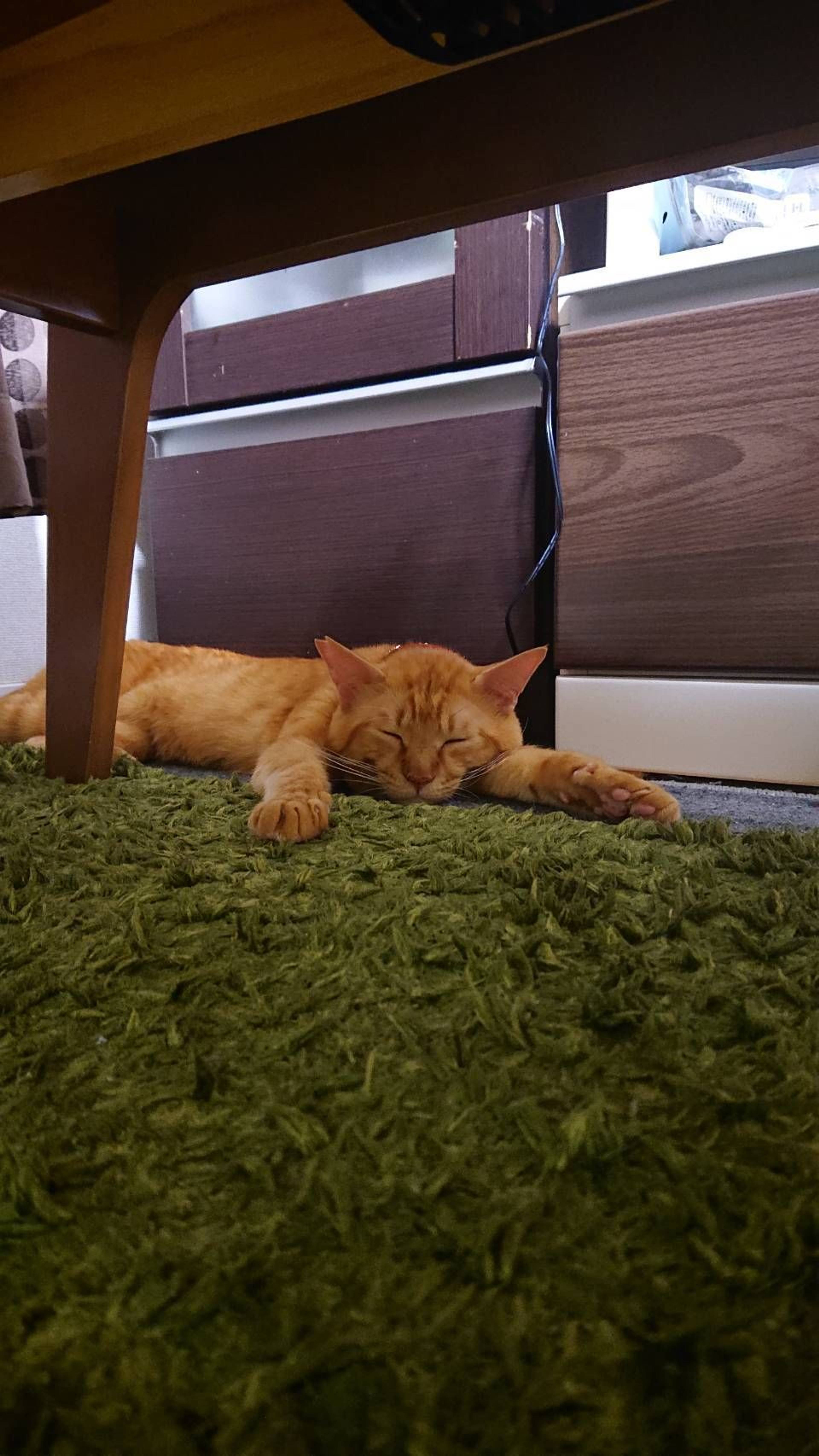 雑種（ミックス猫）・オスの里親募集の写真