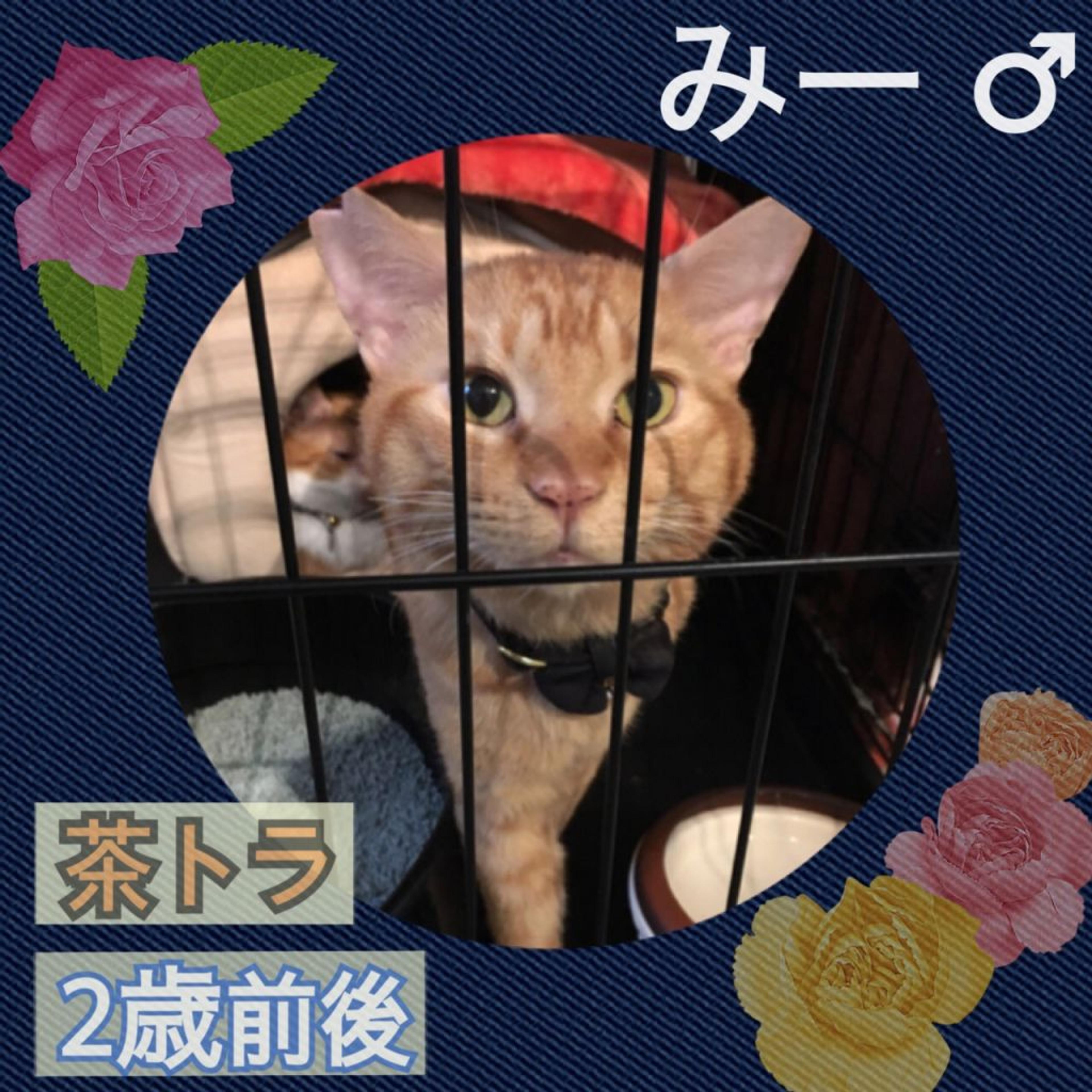 pet-image-3