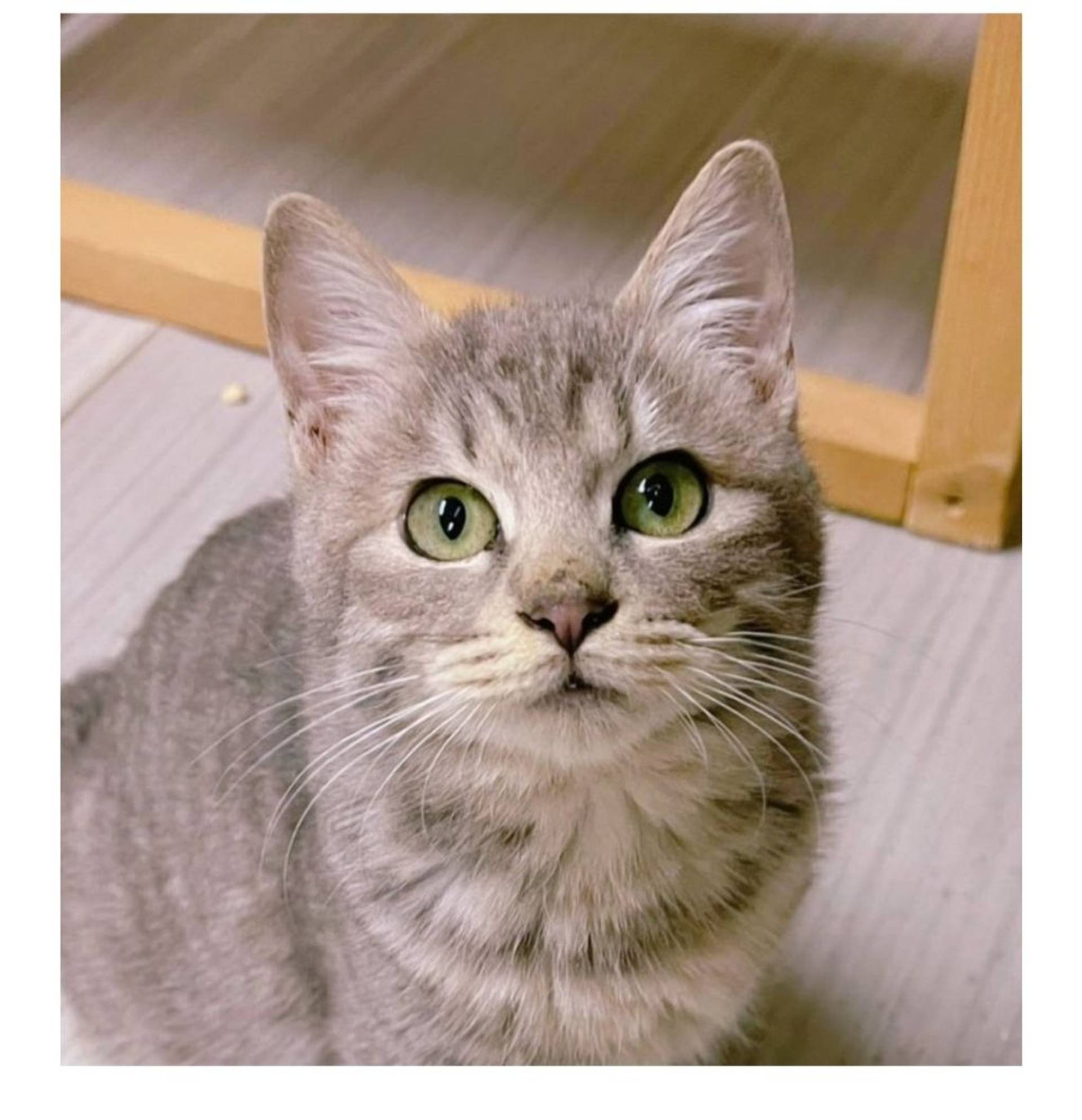 雑種（ミックス猫）・オスの里親募集の写真