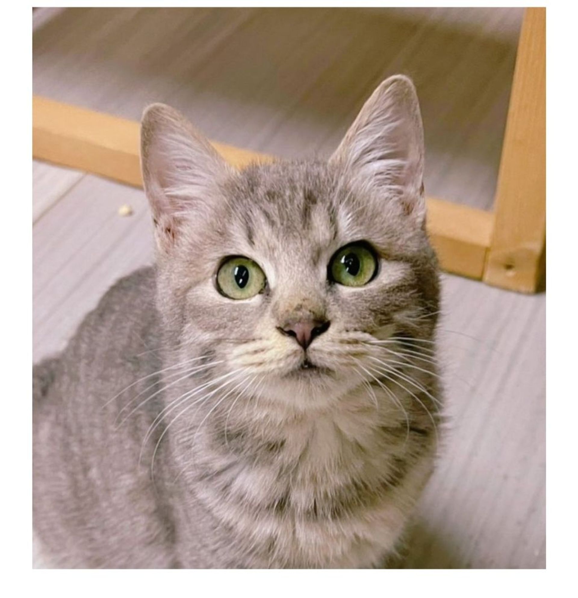 雑種（ミックス猫）・オスの里親募集の写真