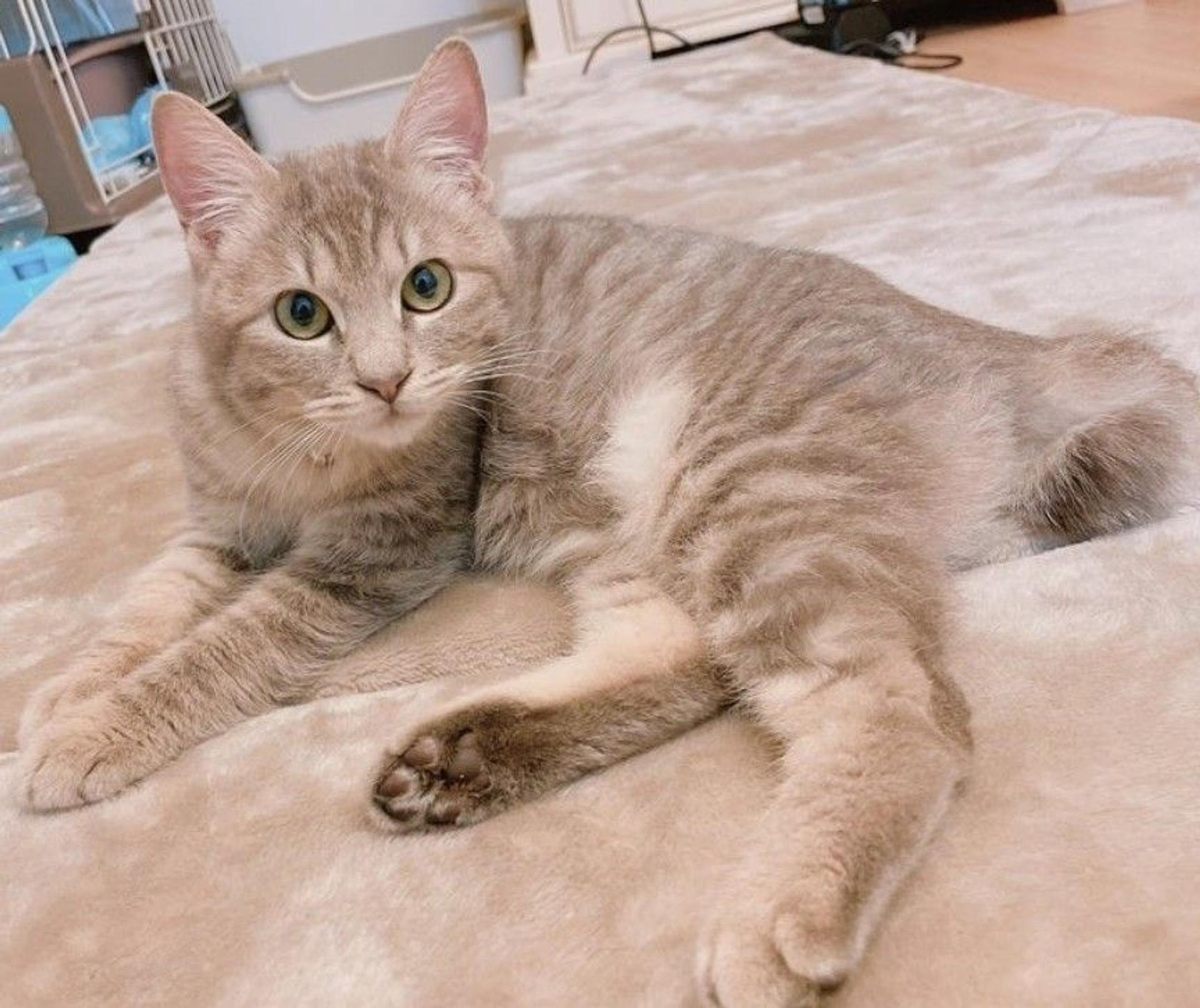 pet-image-3