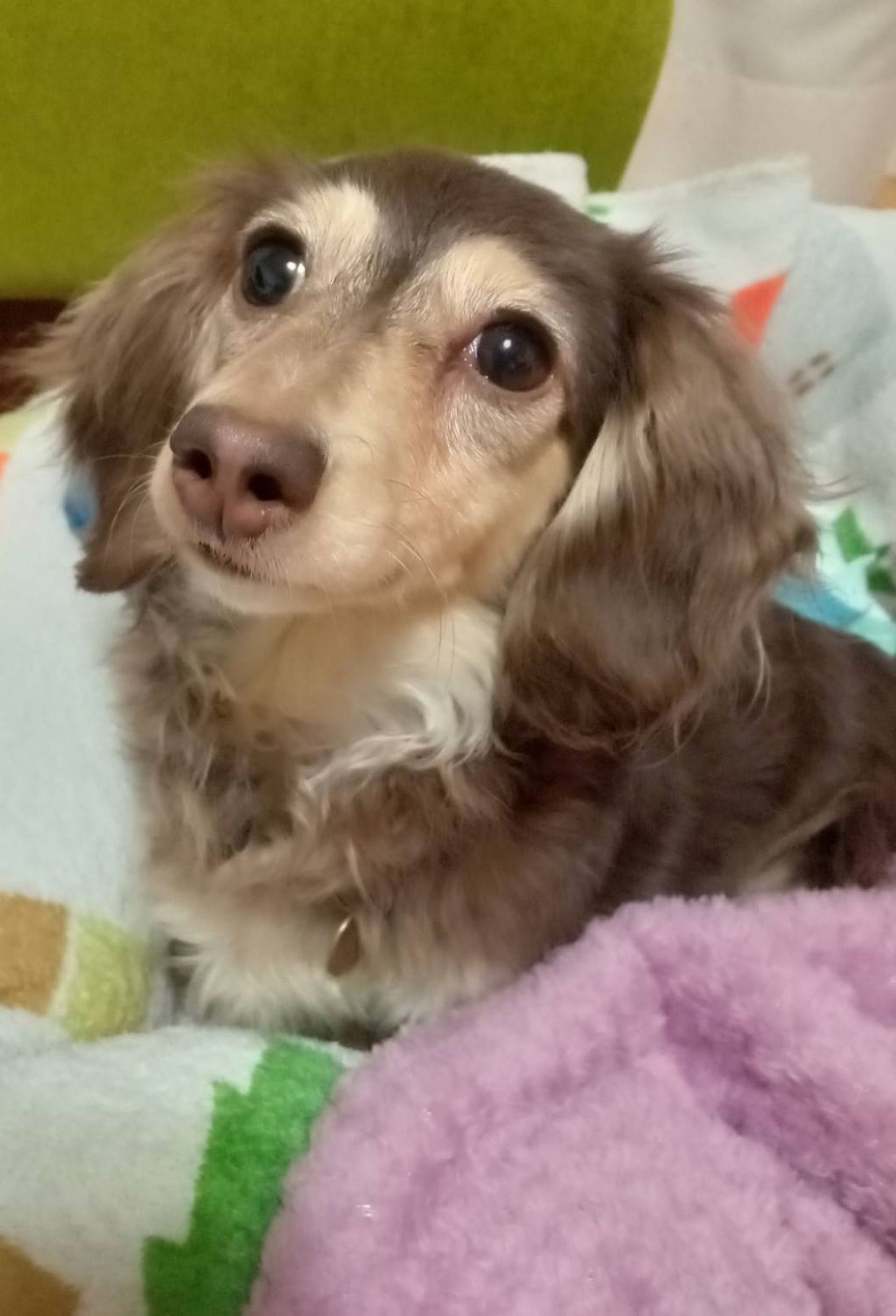 pet-image-3