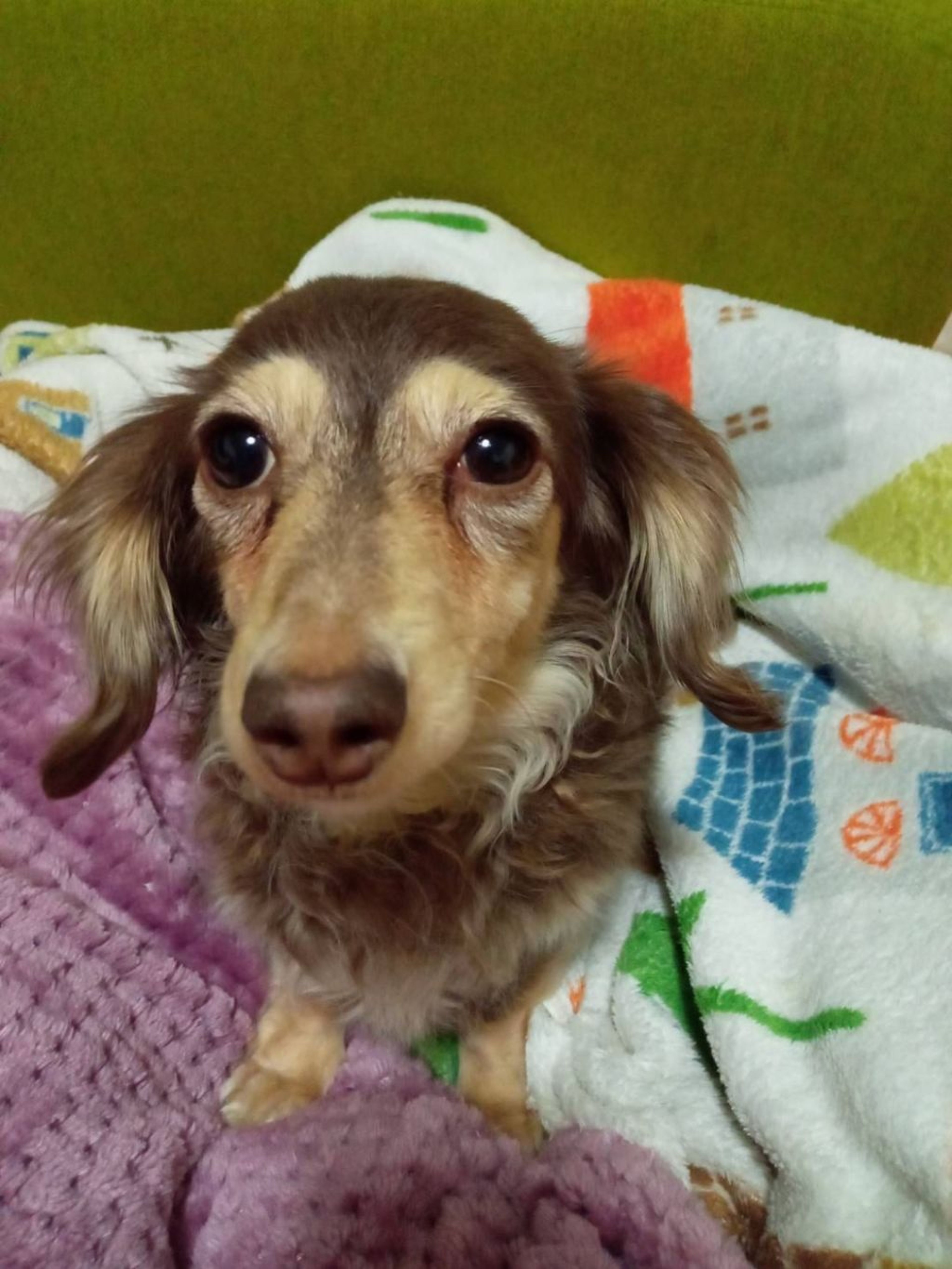 pet-image-4