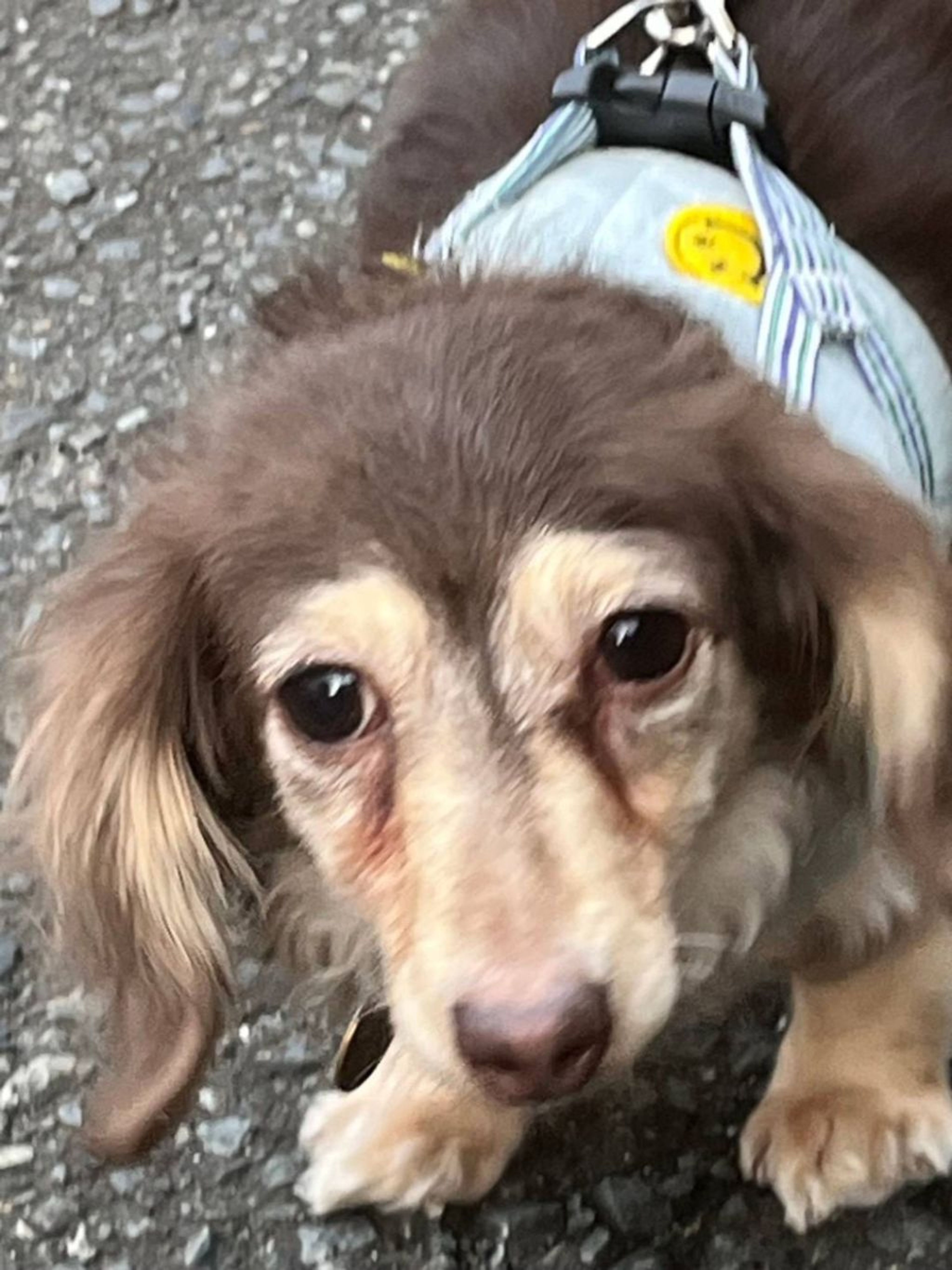 pet-image-5