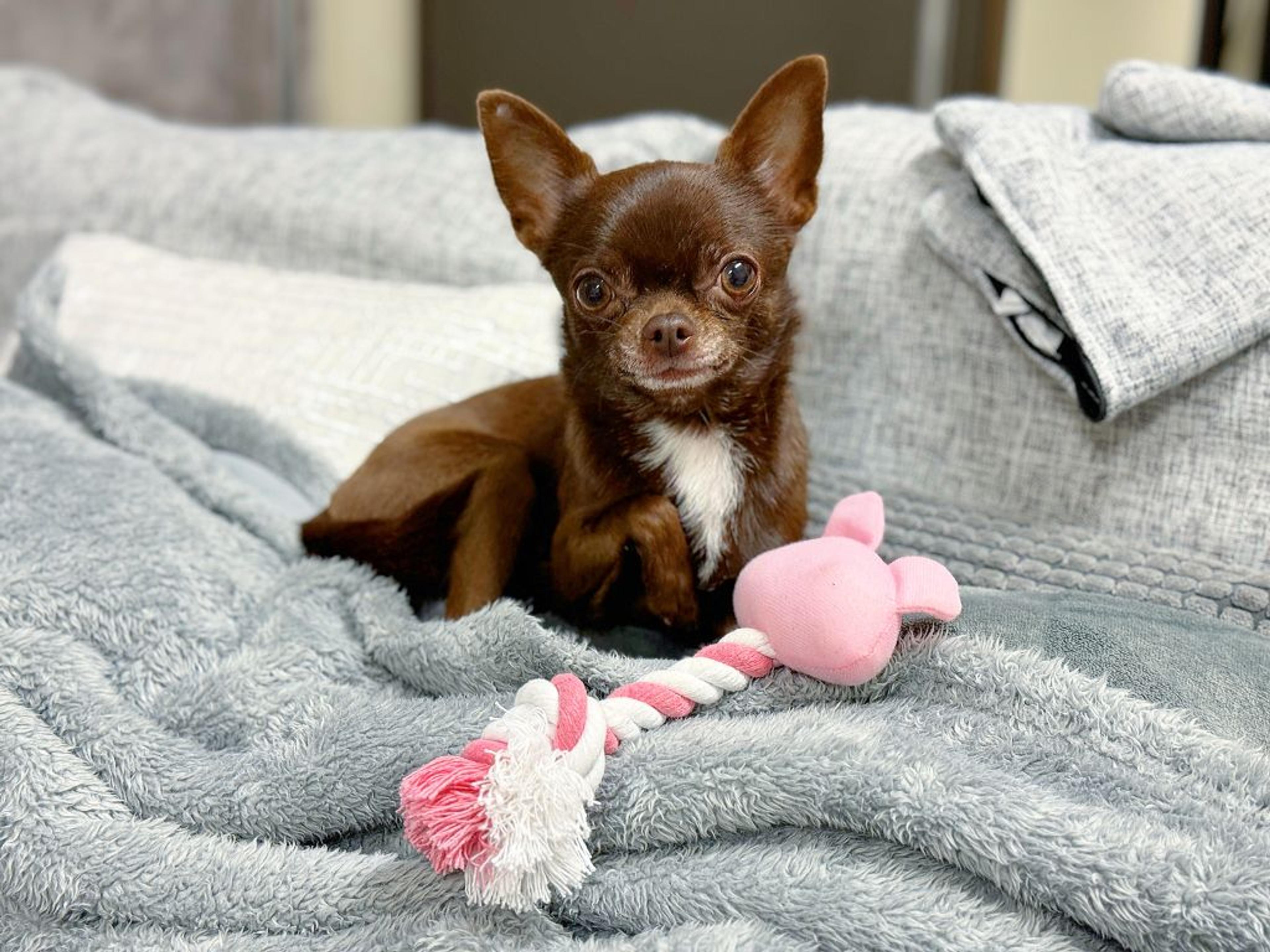 pet-image-2