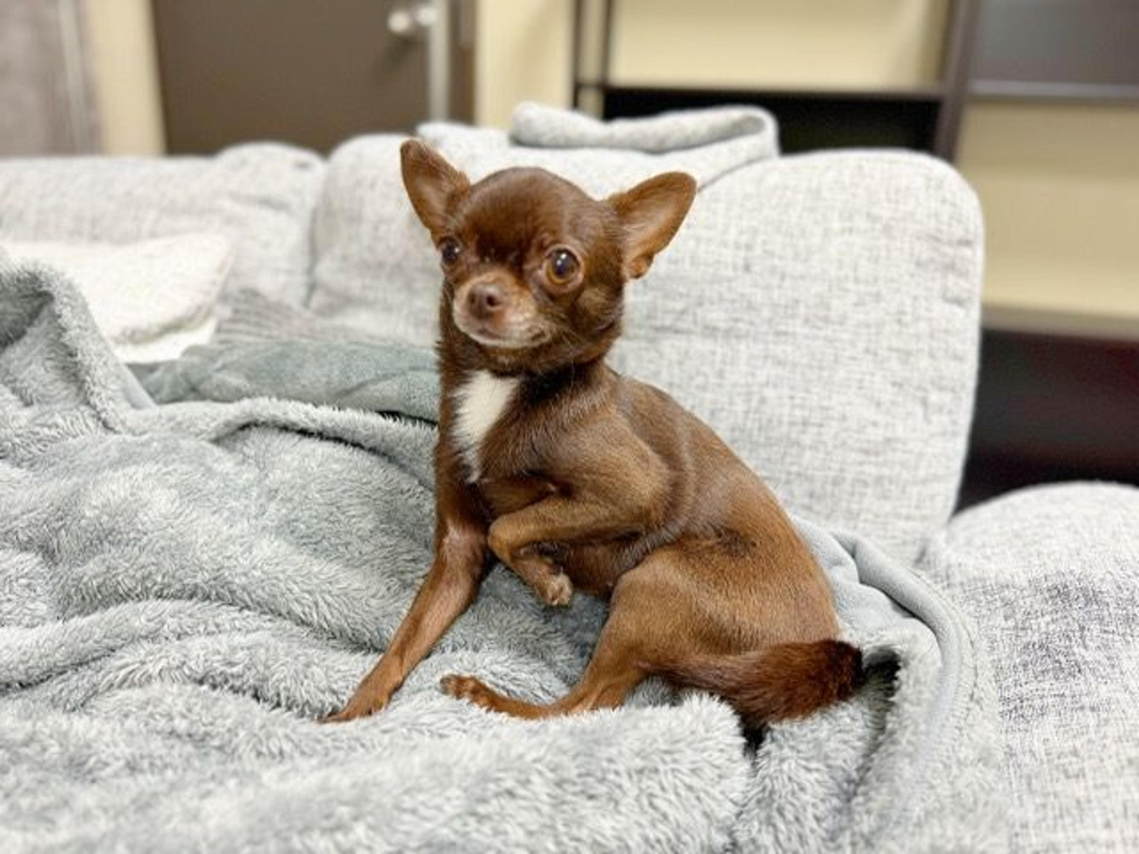 pet-image-3