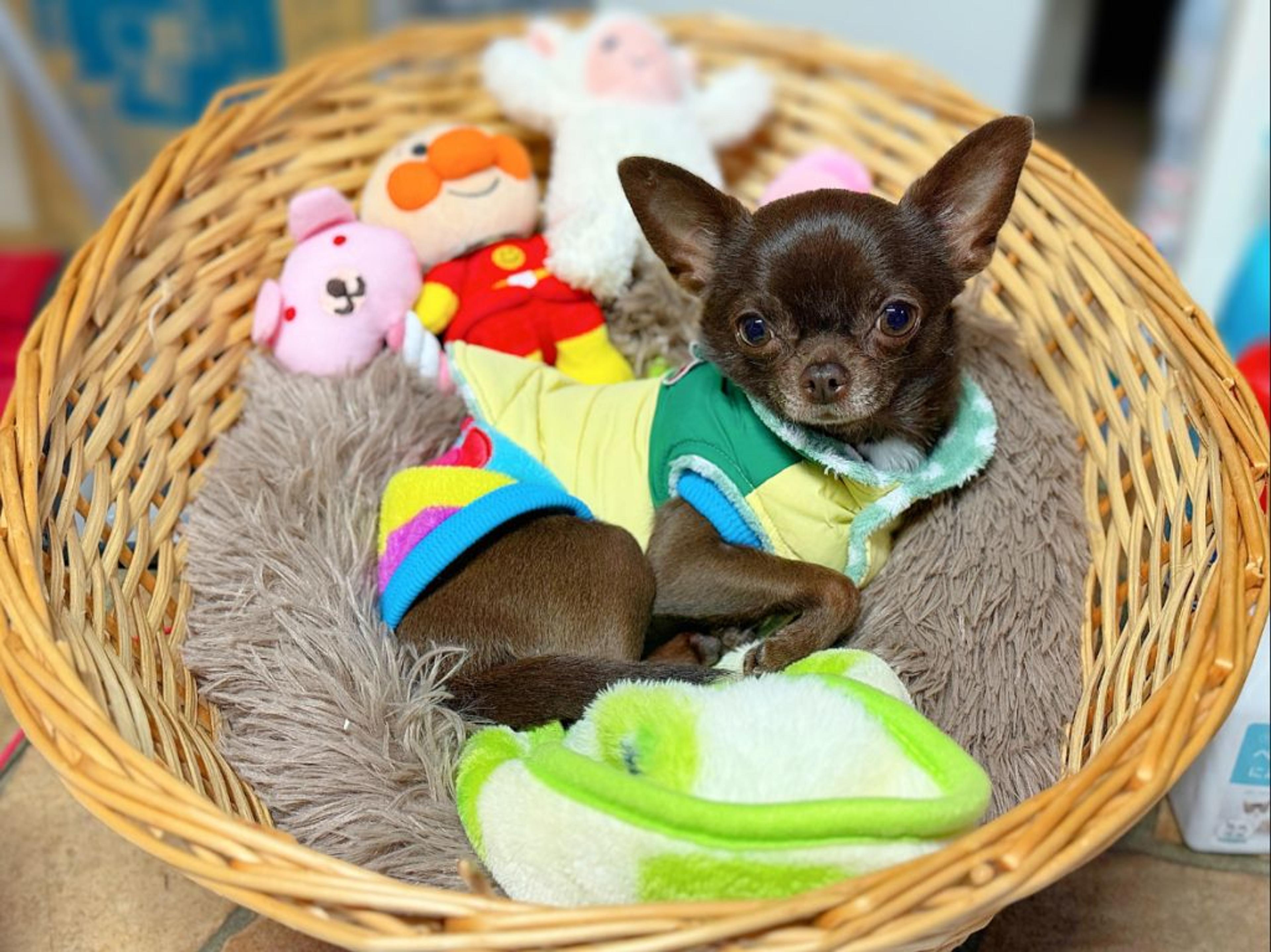 pet-image-4
