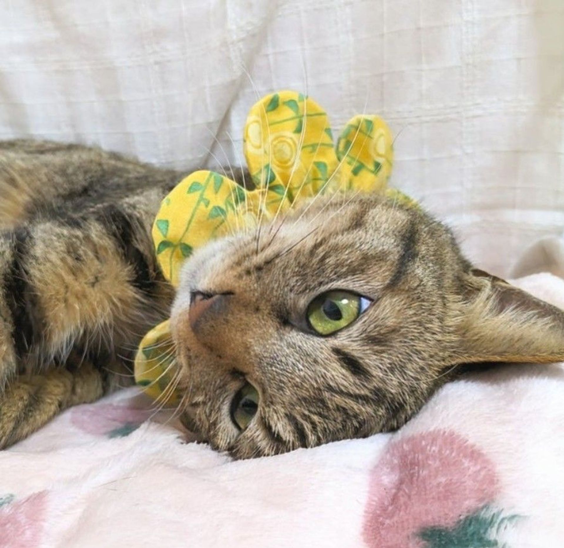 雑種（ミックス猫）・メスの里親募集の写真