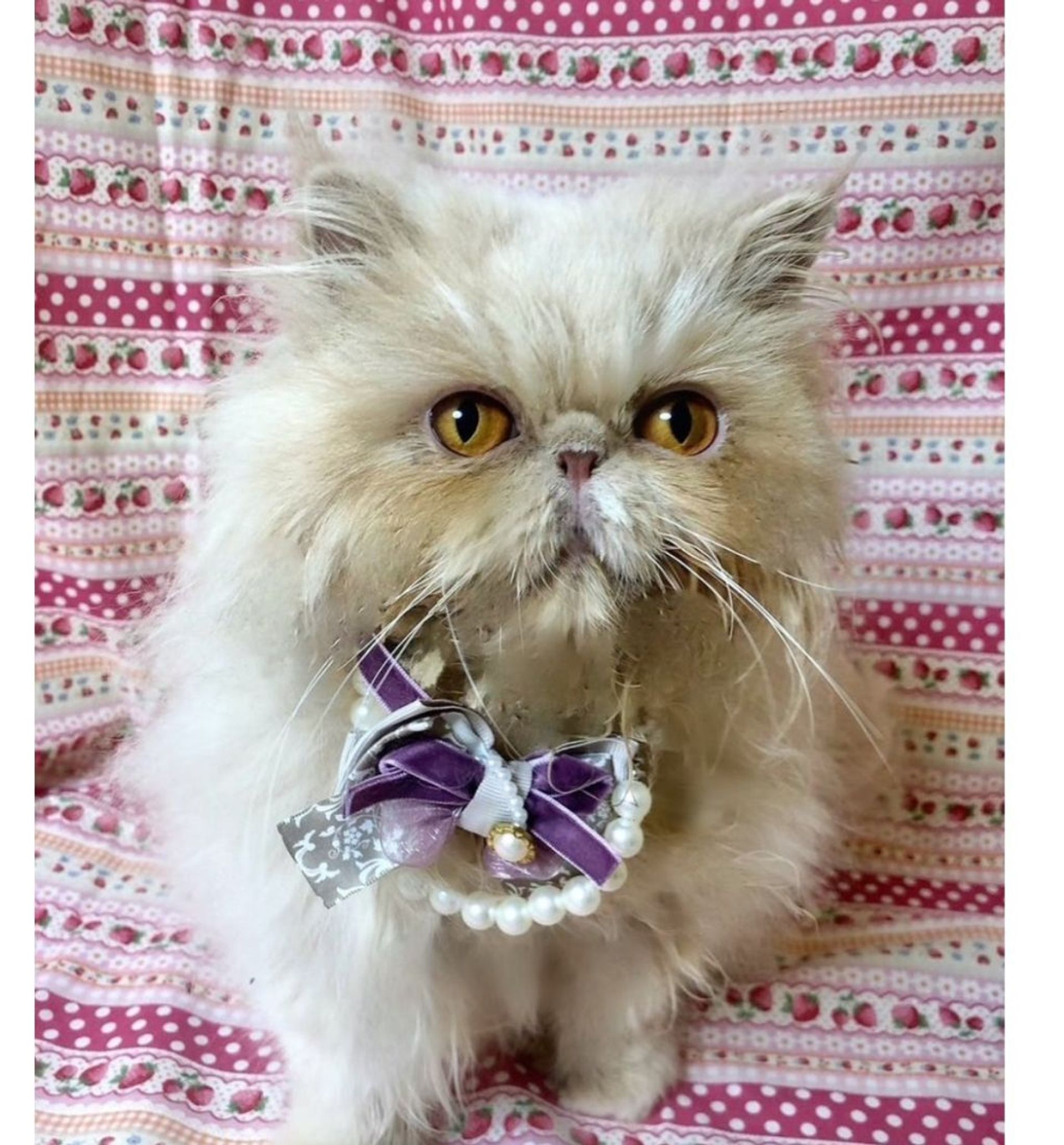 エキゾチックショートヘア・メスの里親募集の写真