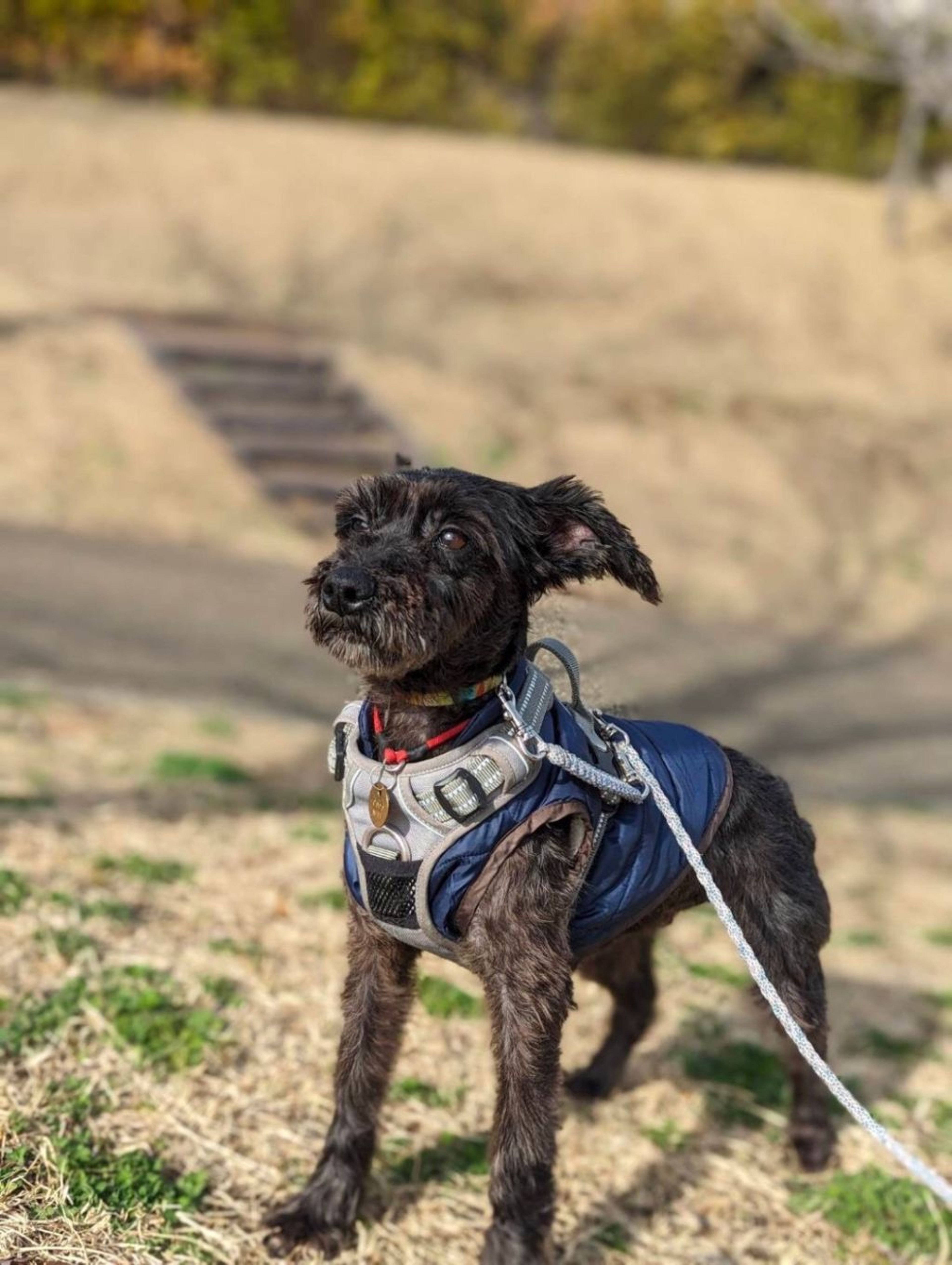 pet-image-2