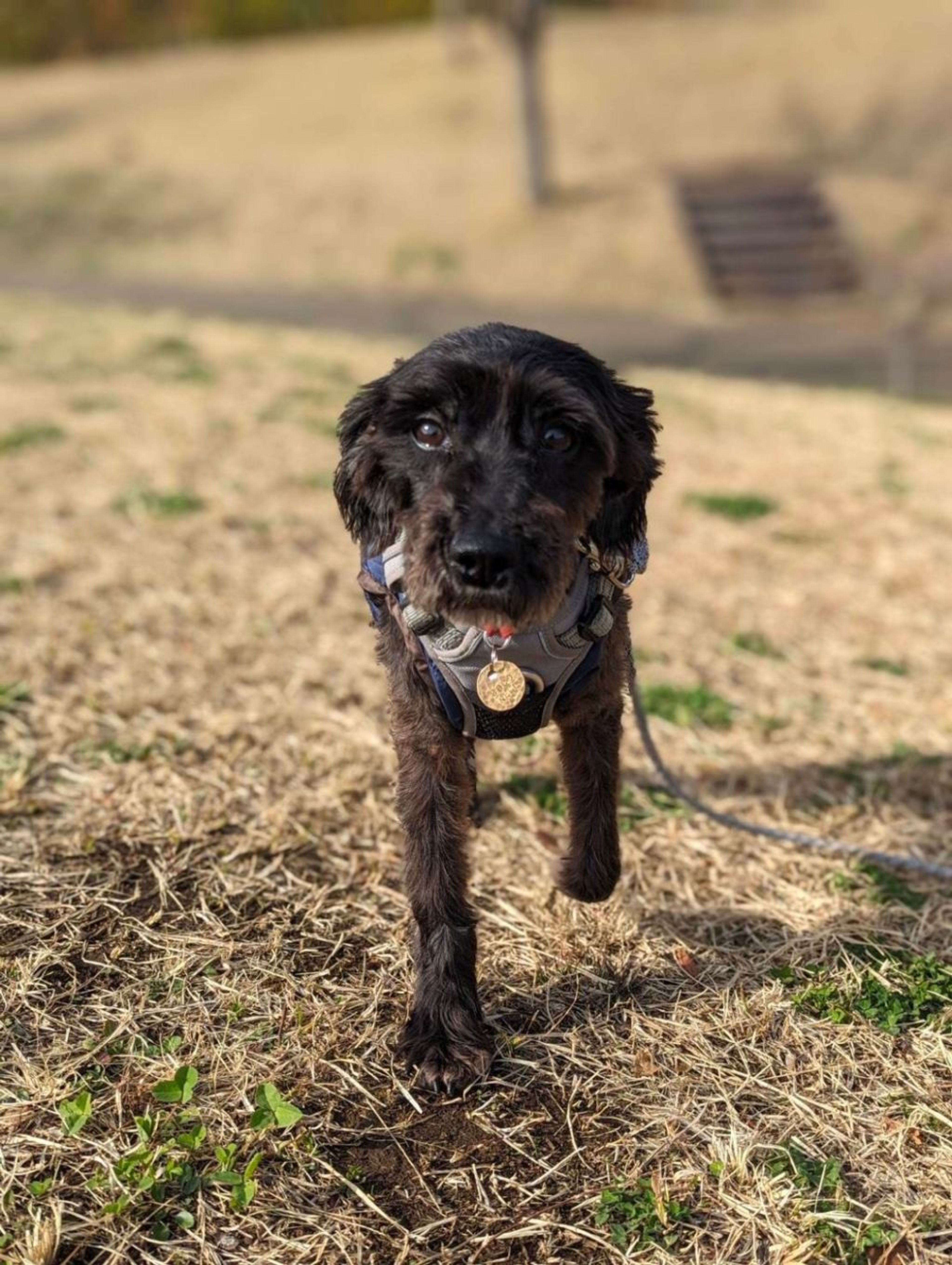 pet-image-3