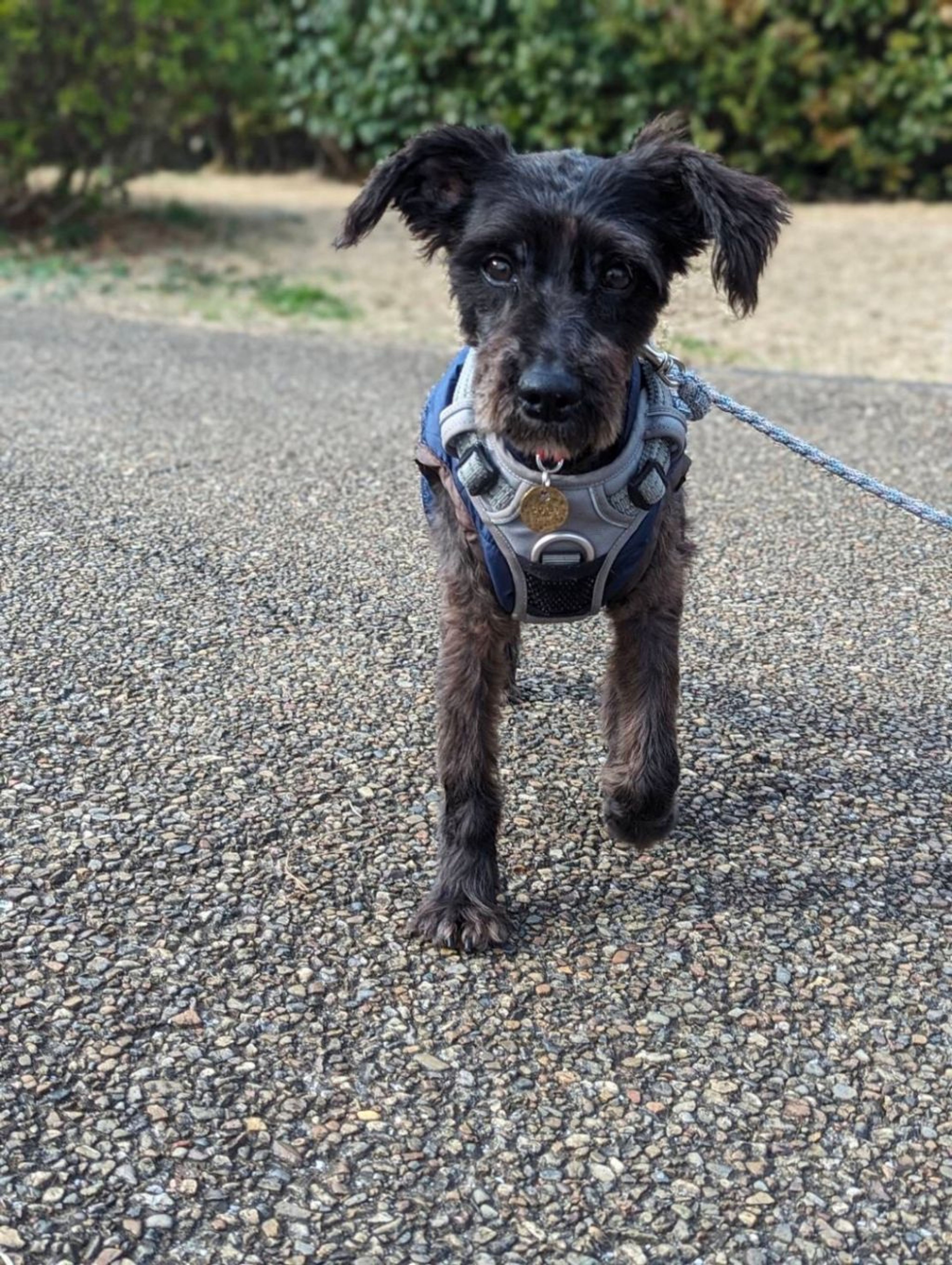 pet-image-4