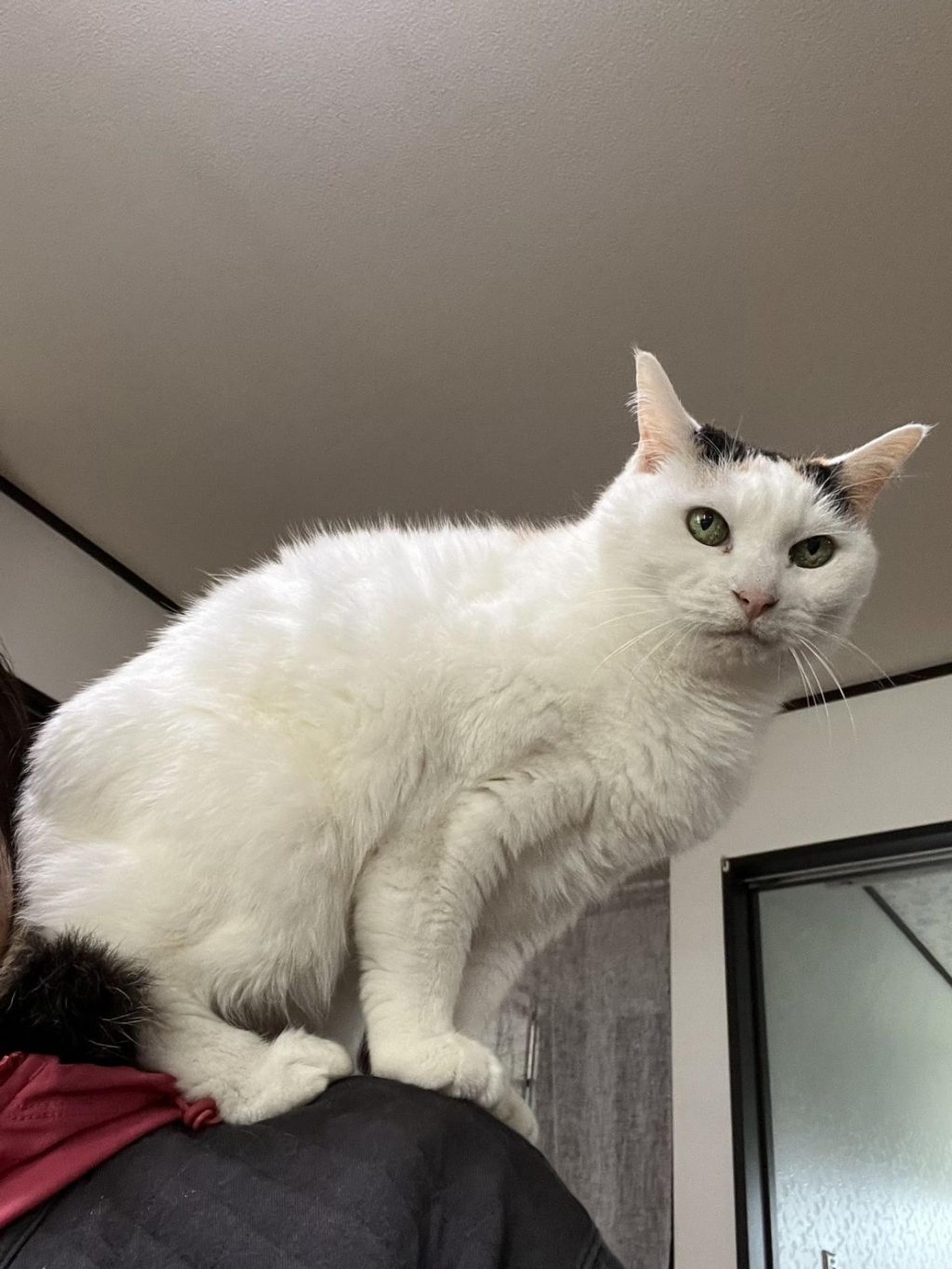 pet-image-3