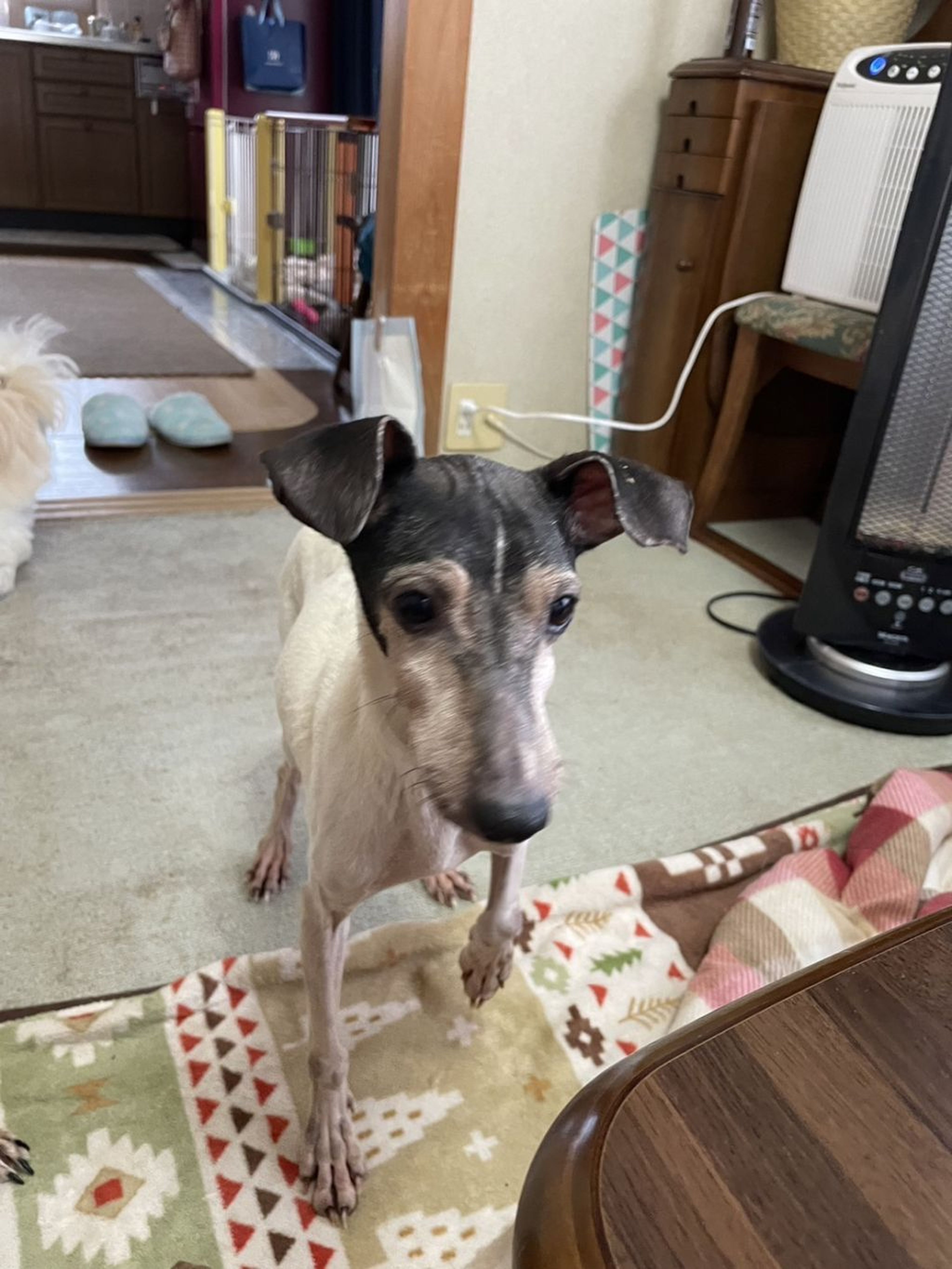 pet-image-2