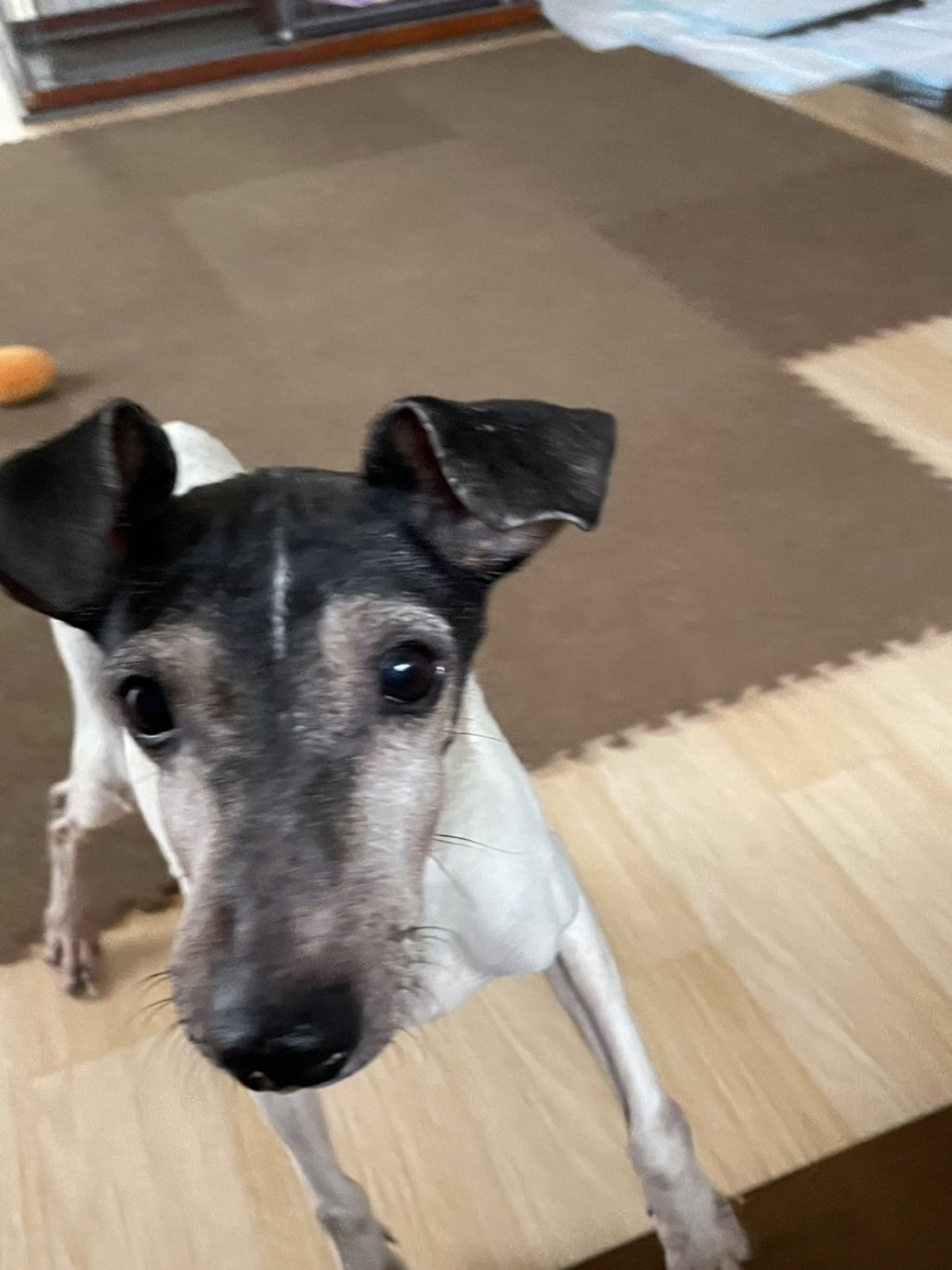 pet-image-3