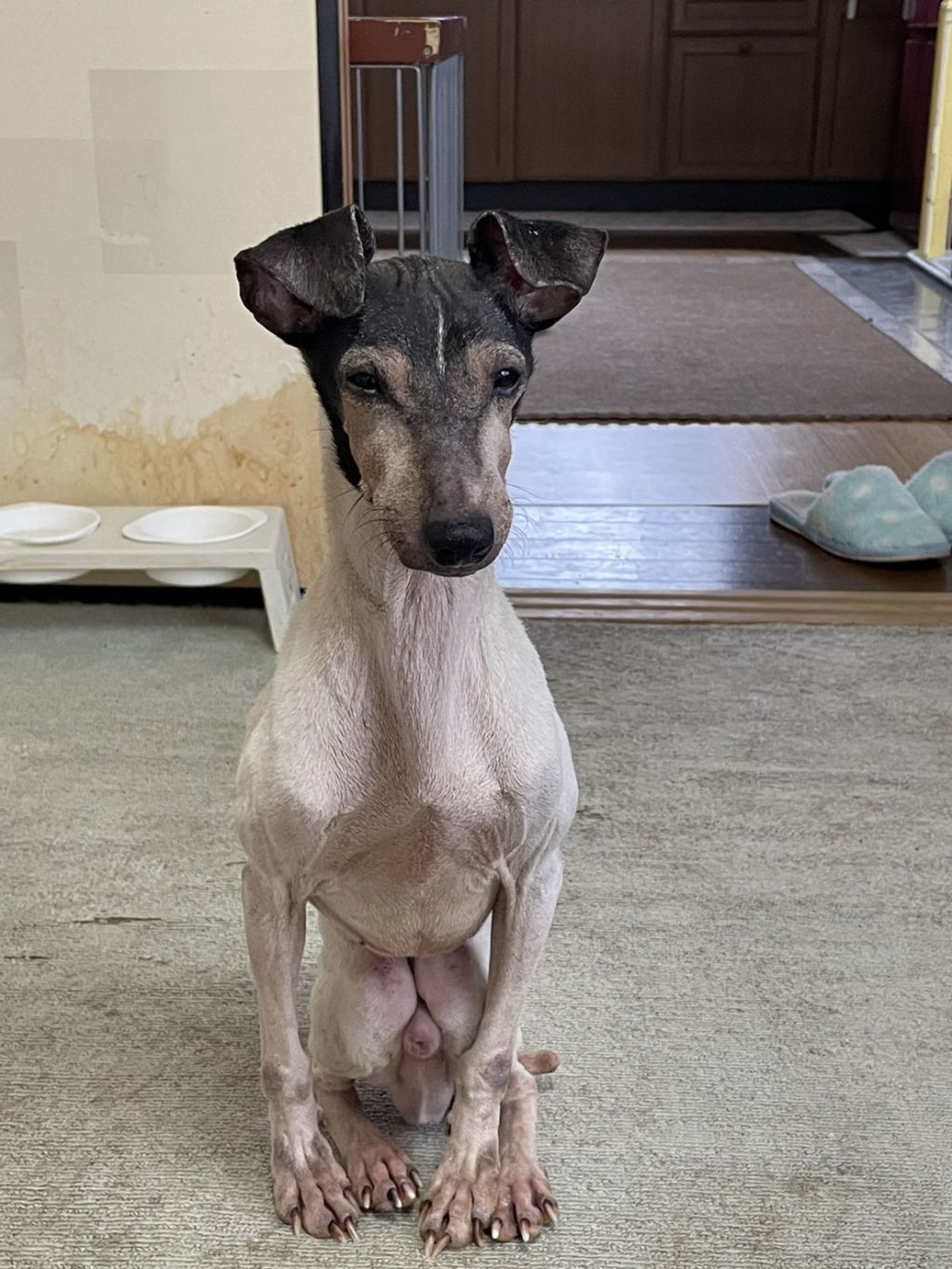pet-image-4