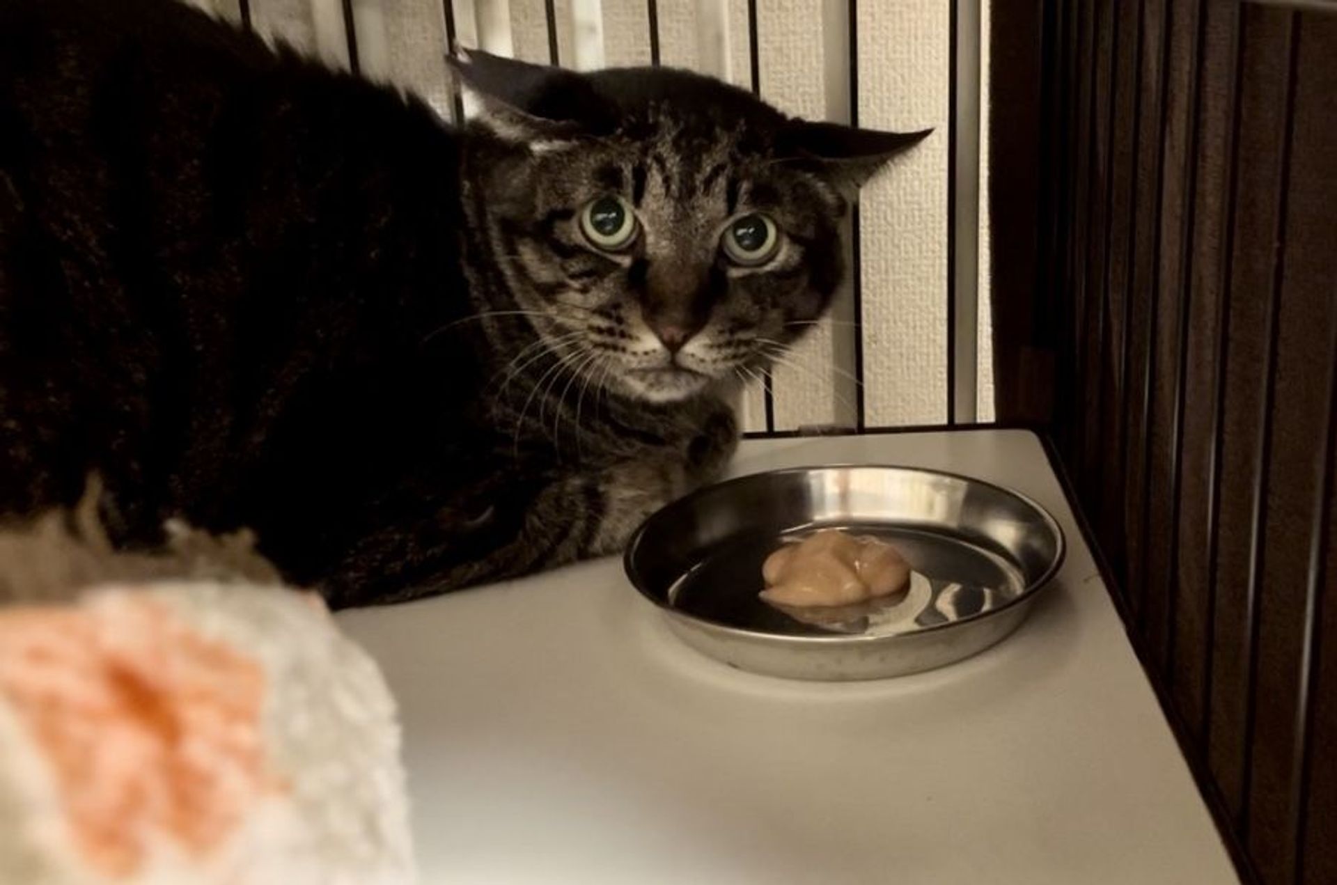 雑種（ミックス猫）・オスの里親募集の写真