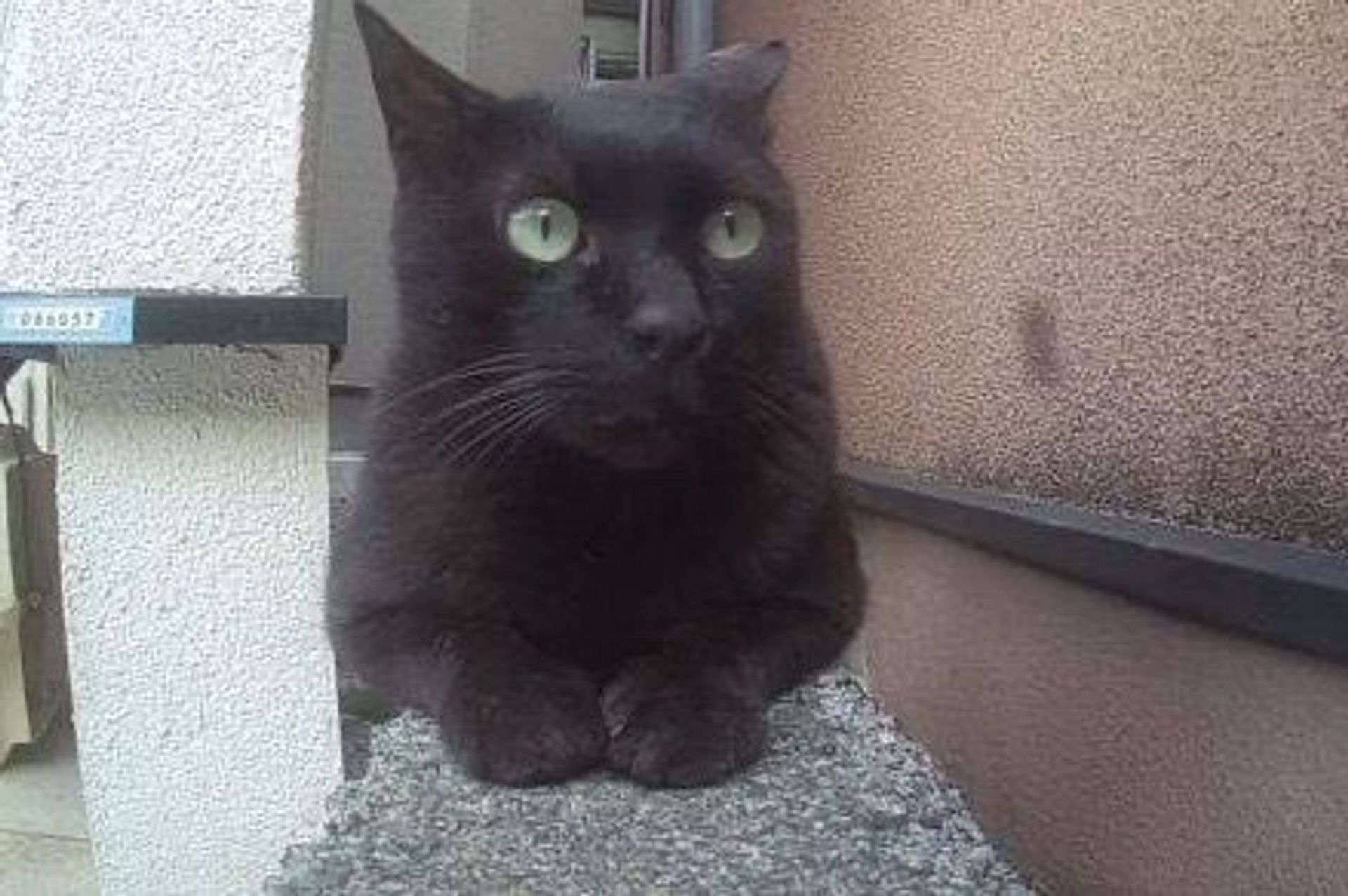 雑種（ミックス猫）・オスの里親募集の写真