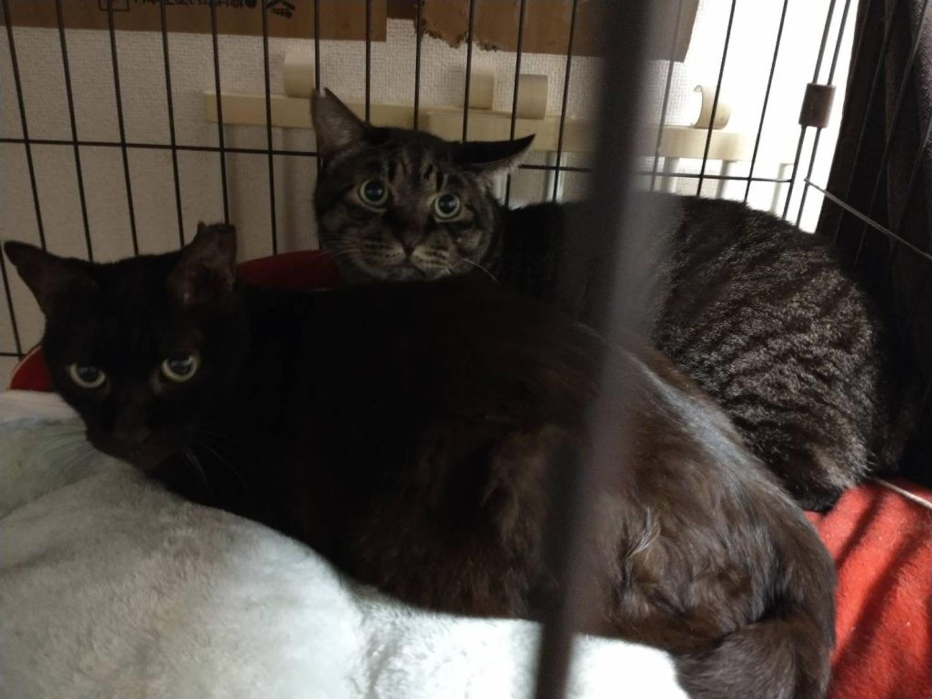 pet-image-3