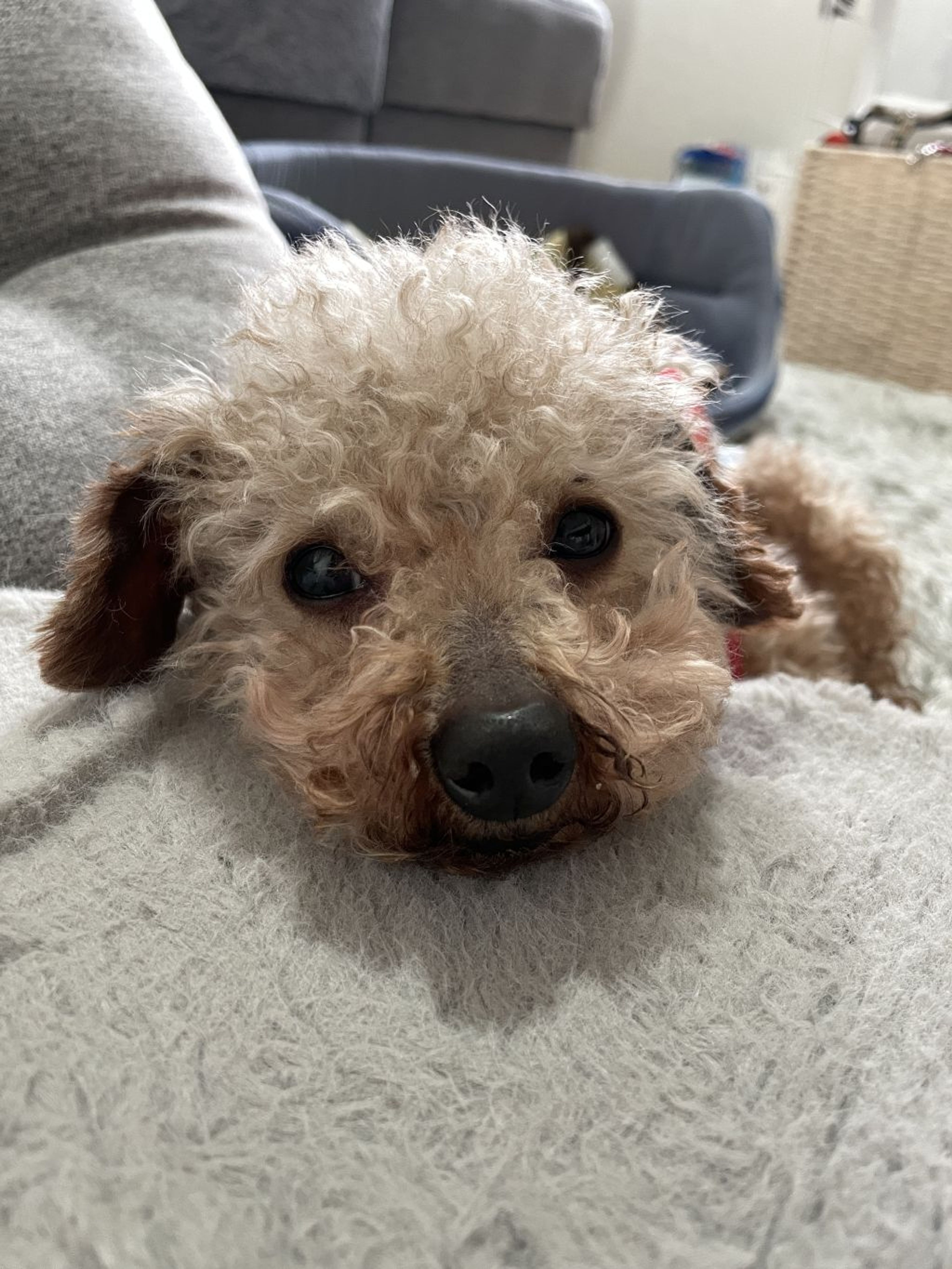 pet-image-3