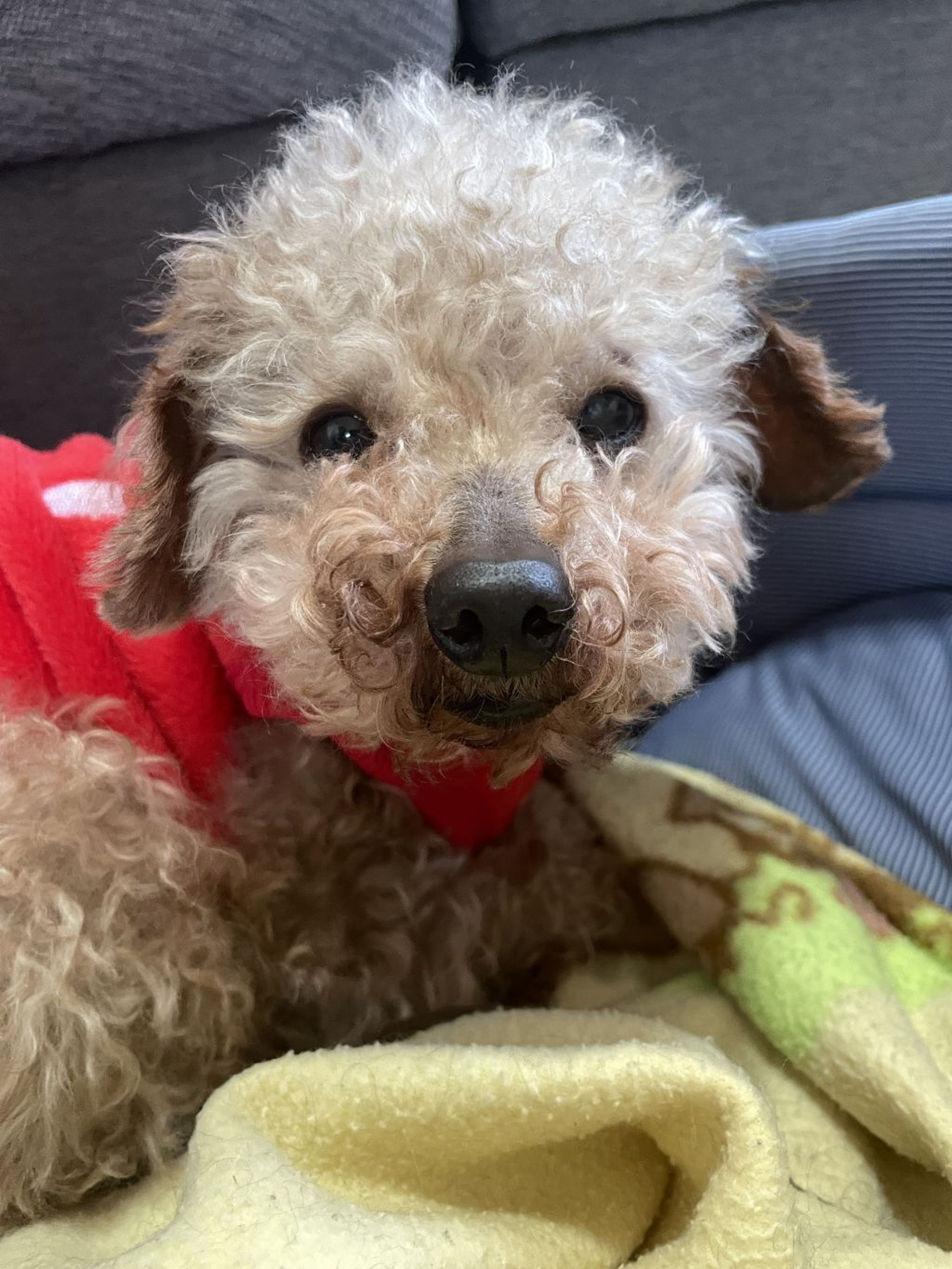 pet-image-4