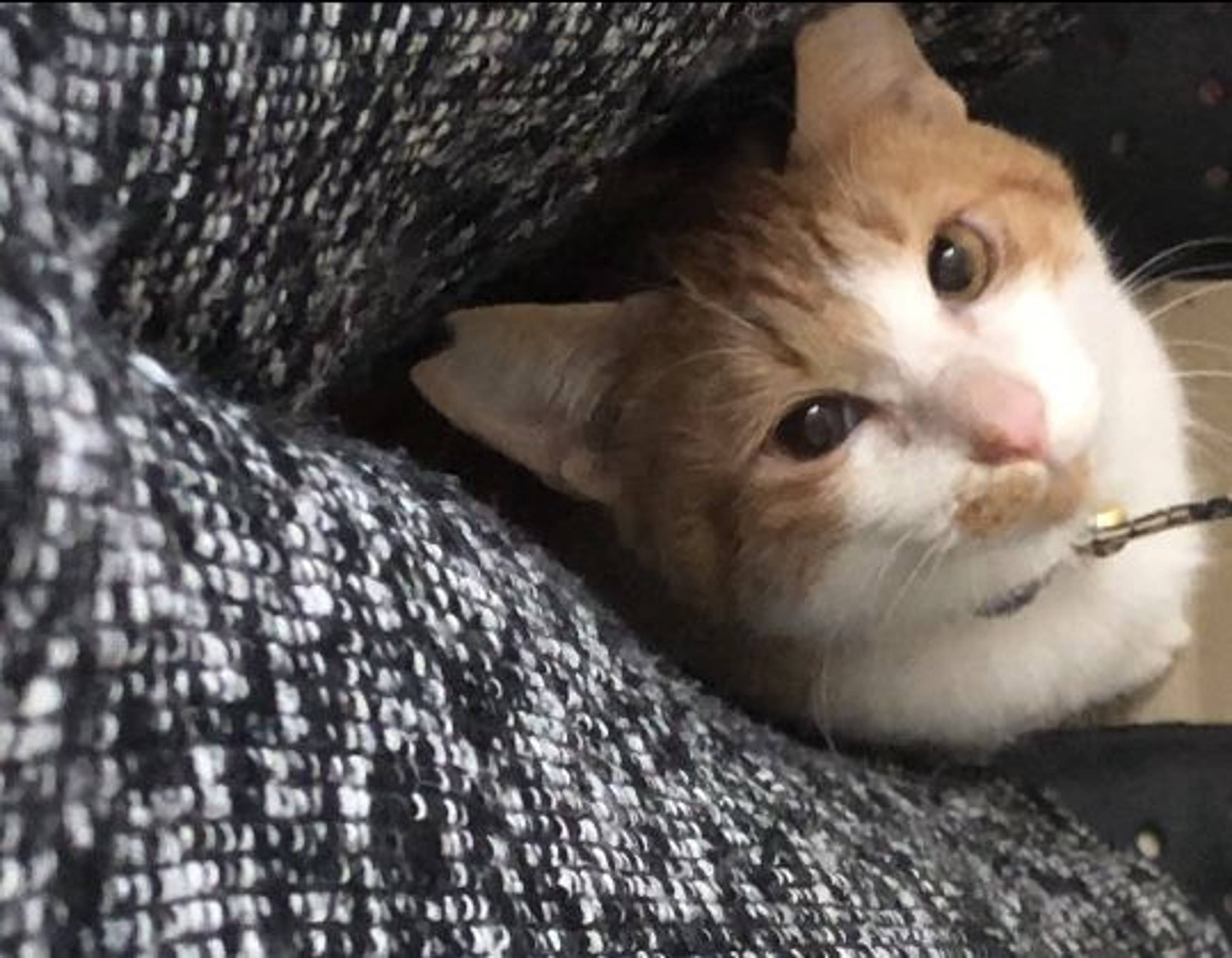 雑種（ミックス猫）・メスの里親募集の写真