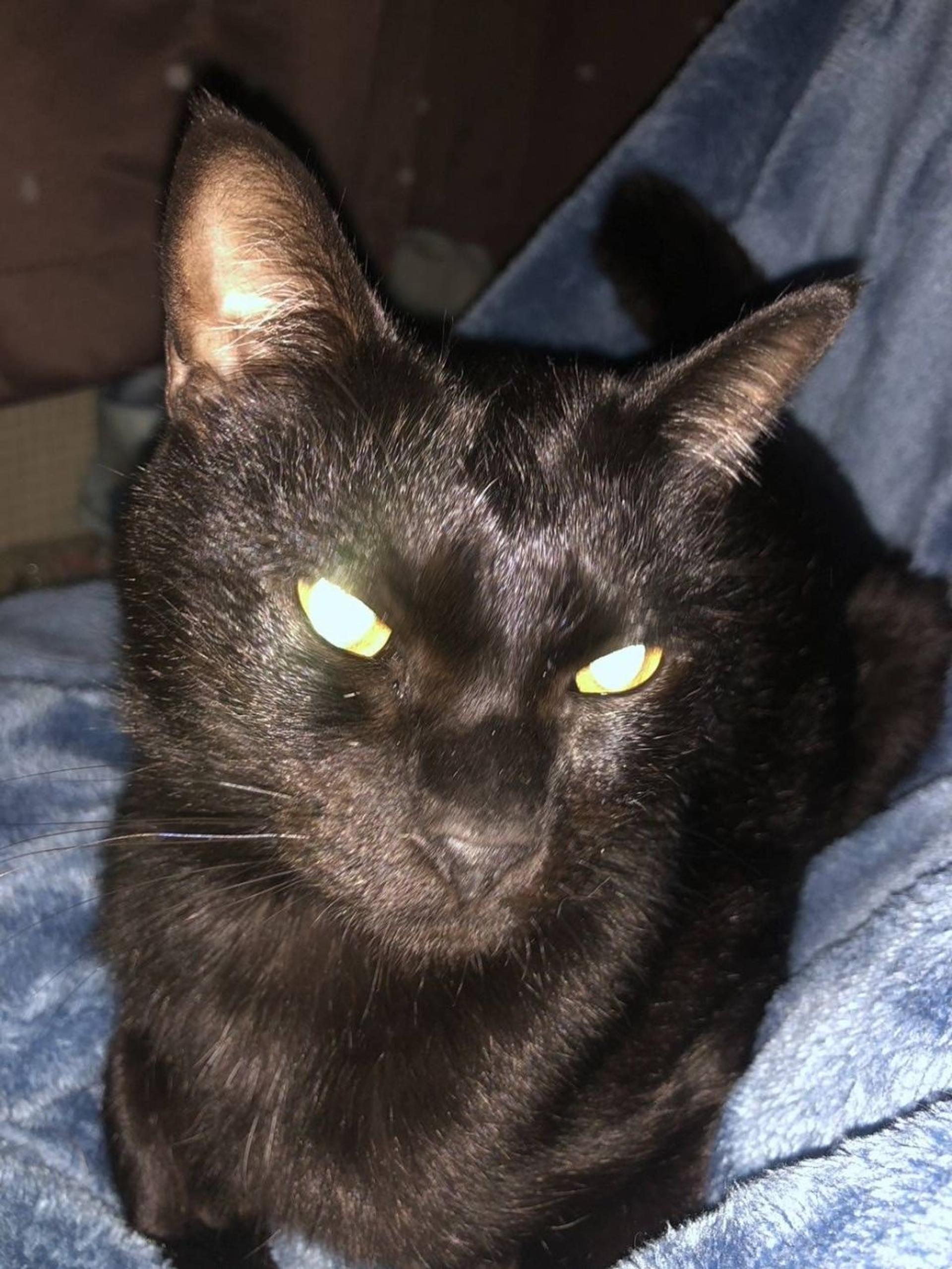 pet-image-3
