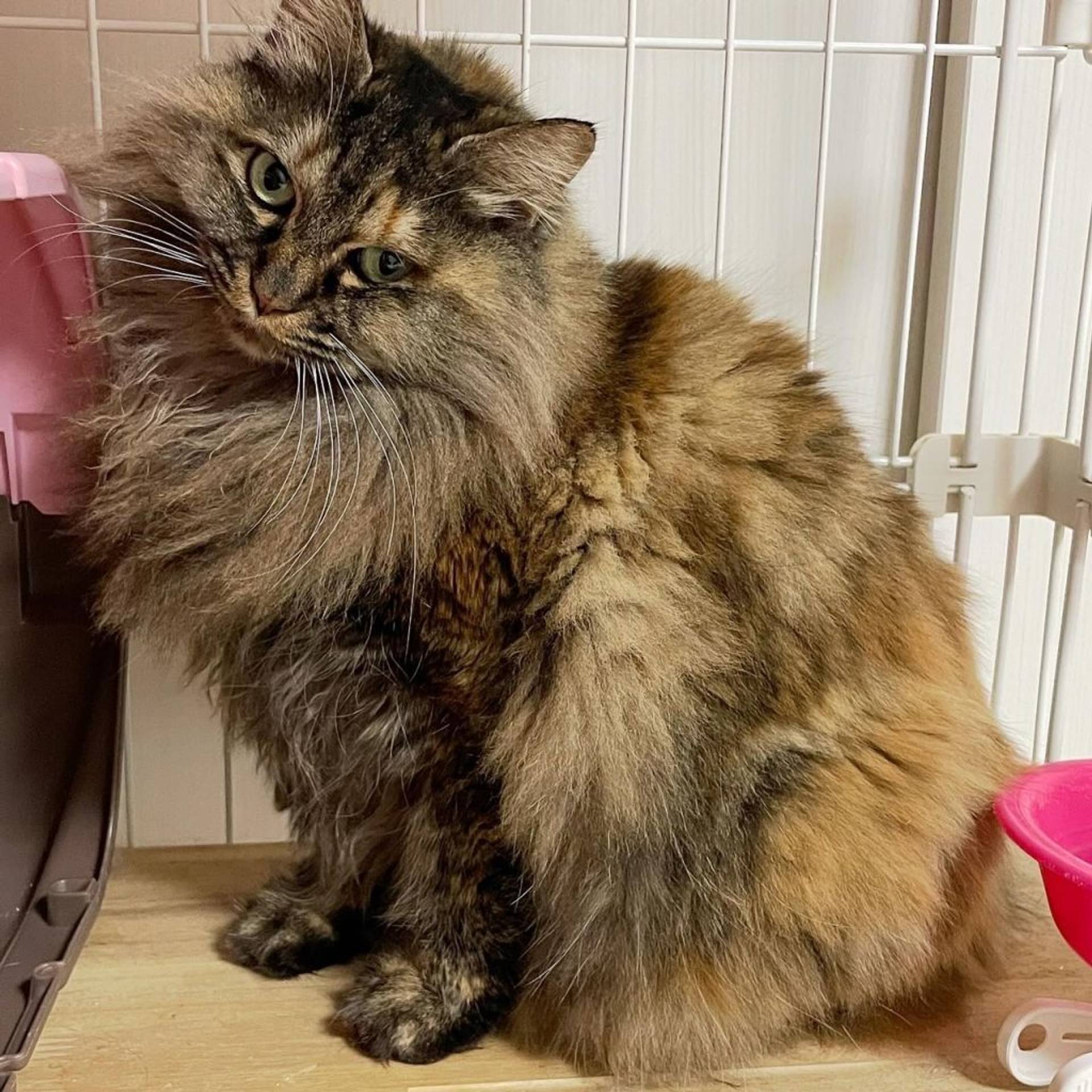 雑種（ミックス猫）・メスの里親募集の写真