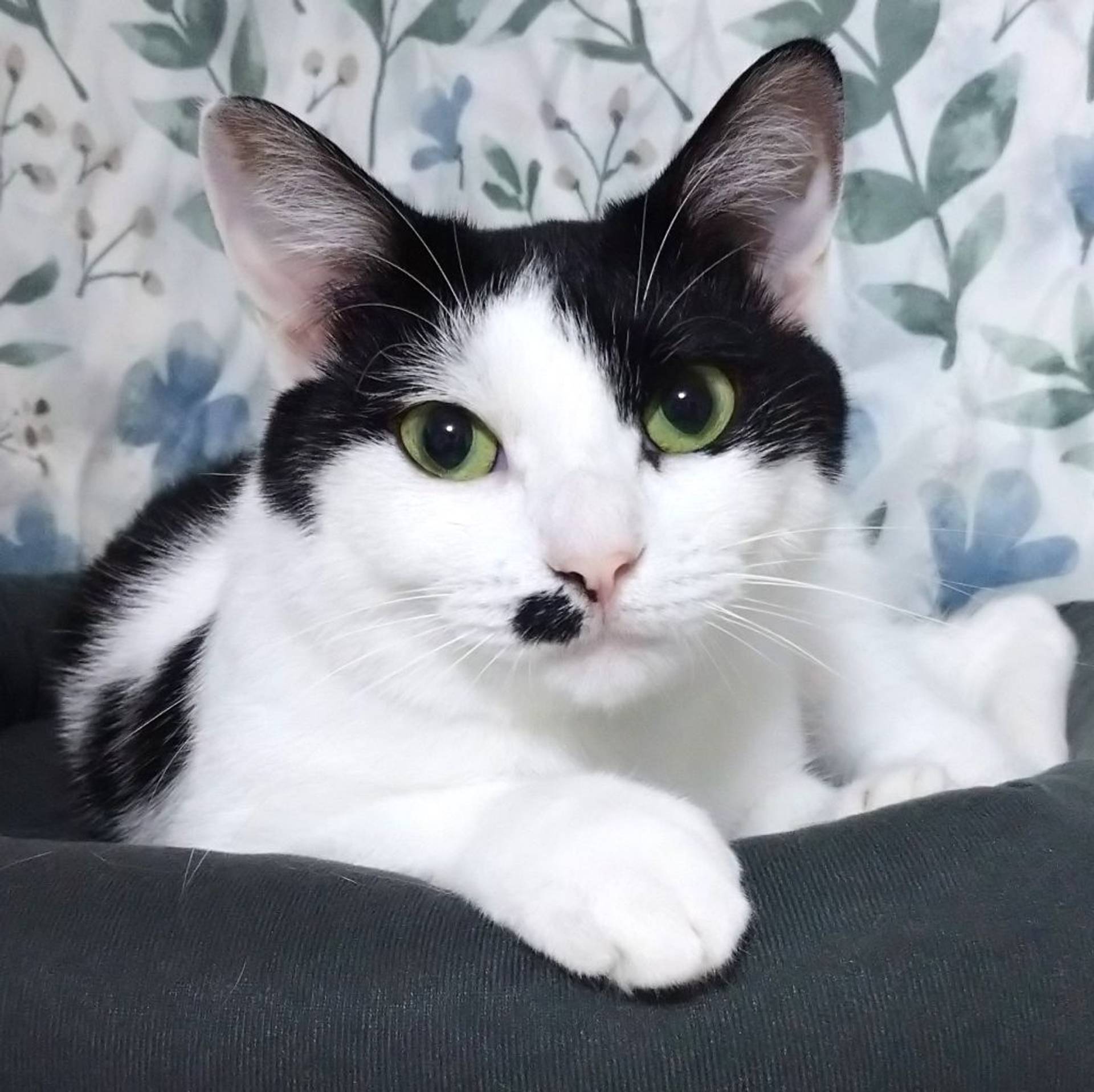 雑種（ミックス猫）・メスの里親募集の写真
