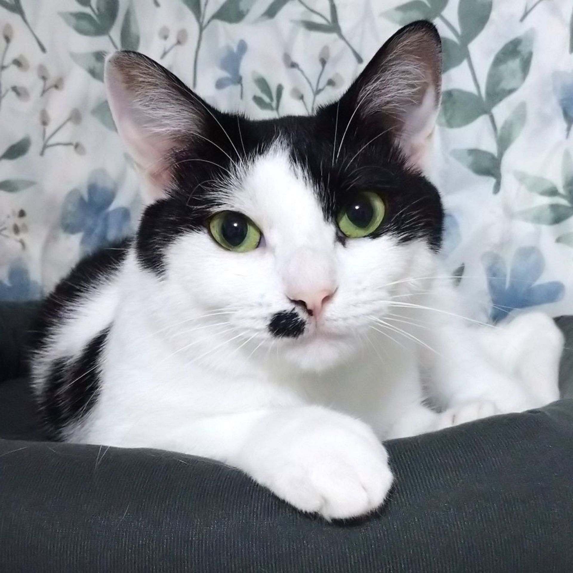雑種（ミックス猫）・メスの里親募集の写真