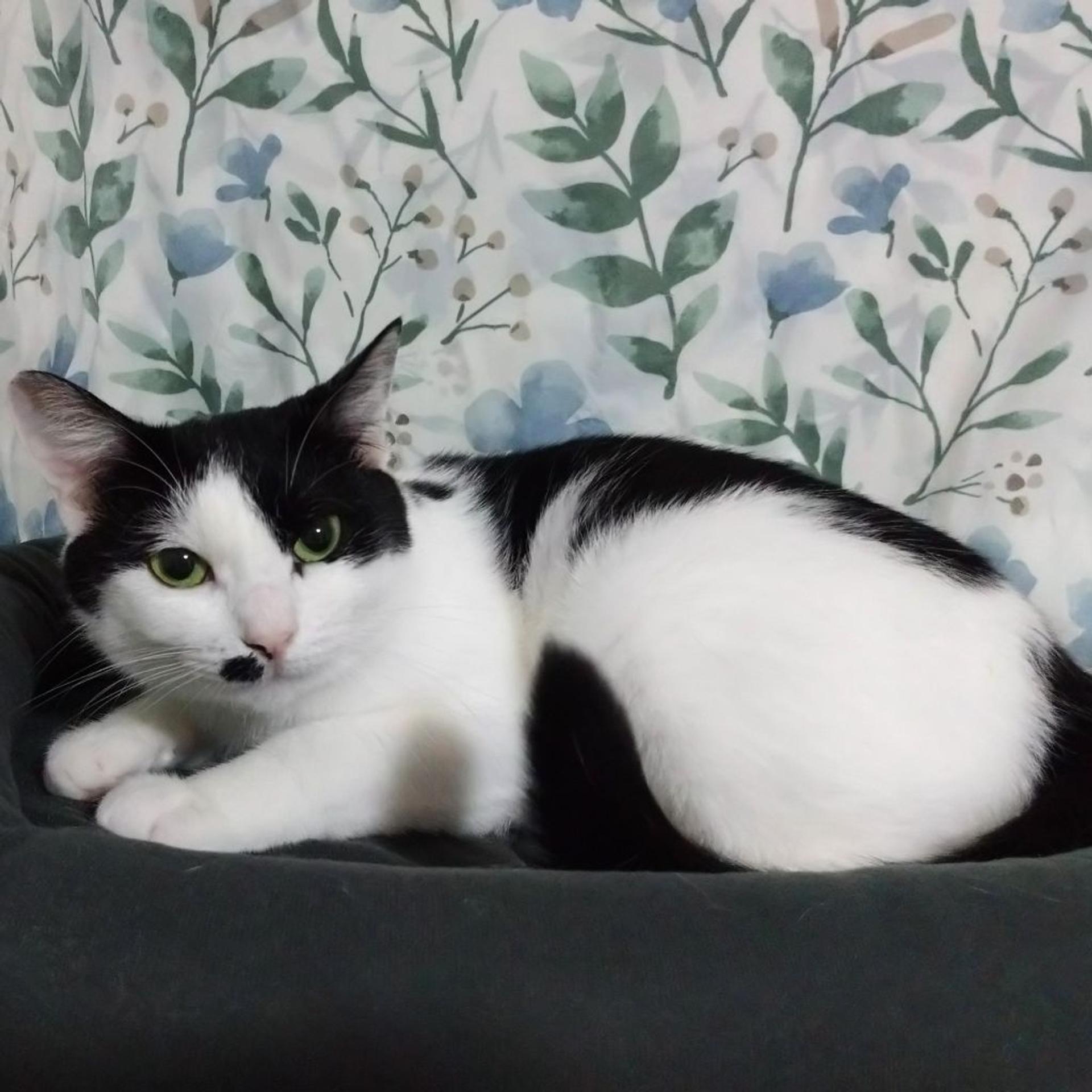 pet-image-3