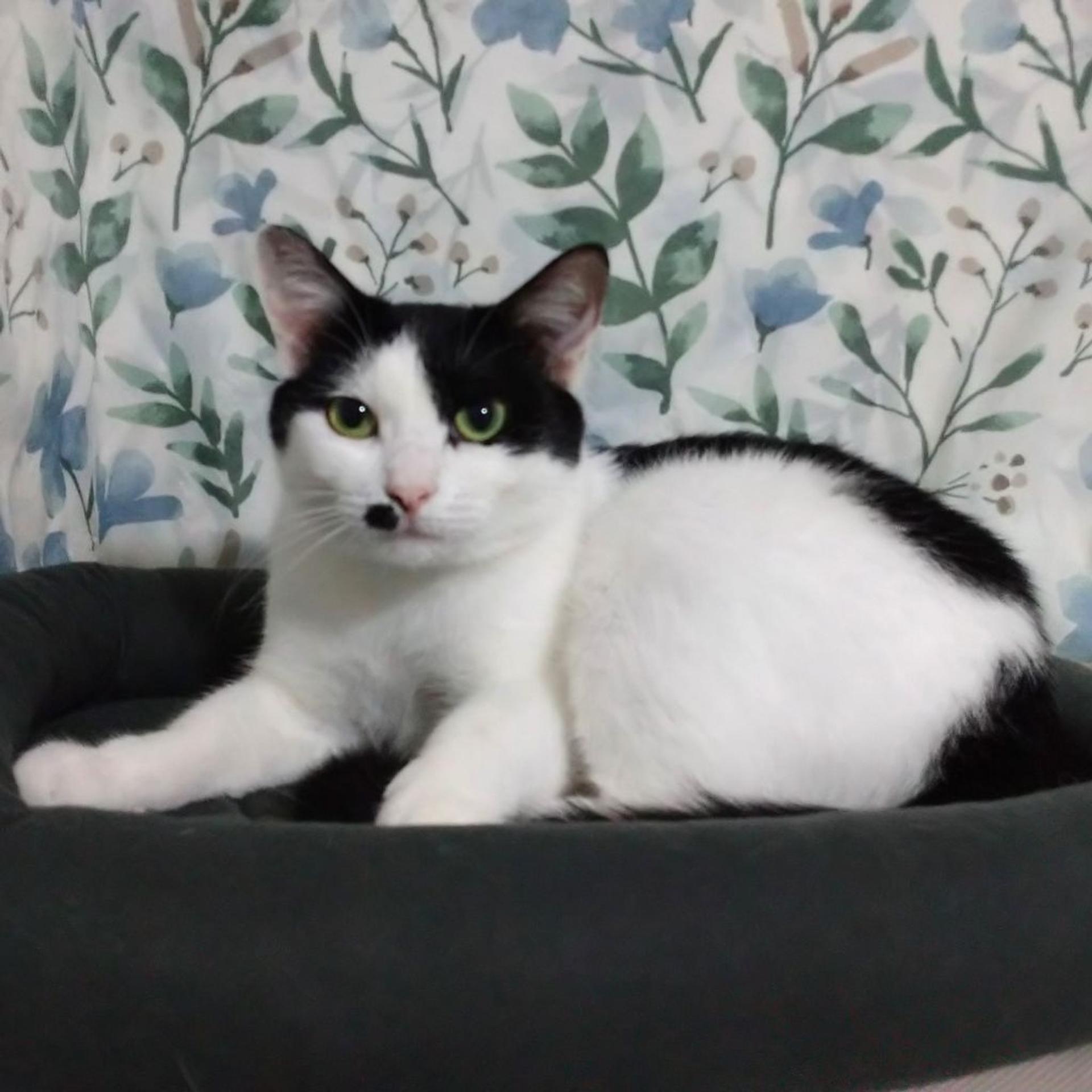 pet-image-4