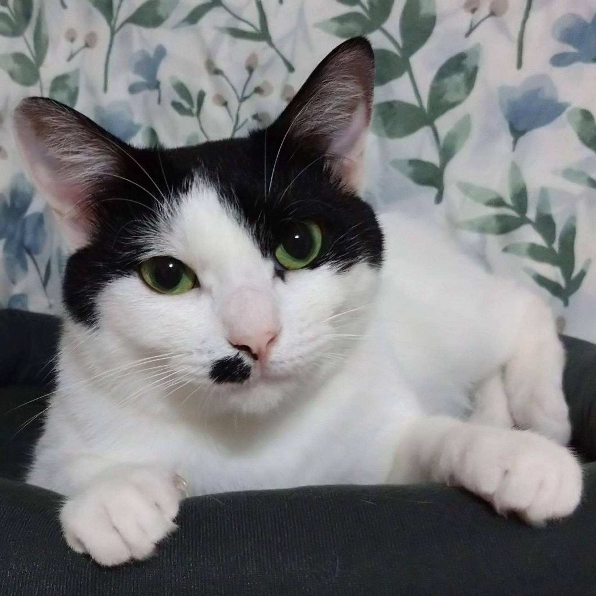 pet-image-5