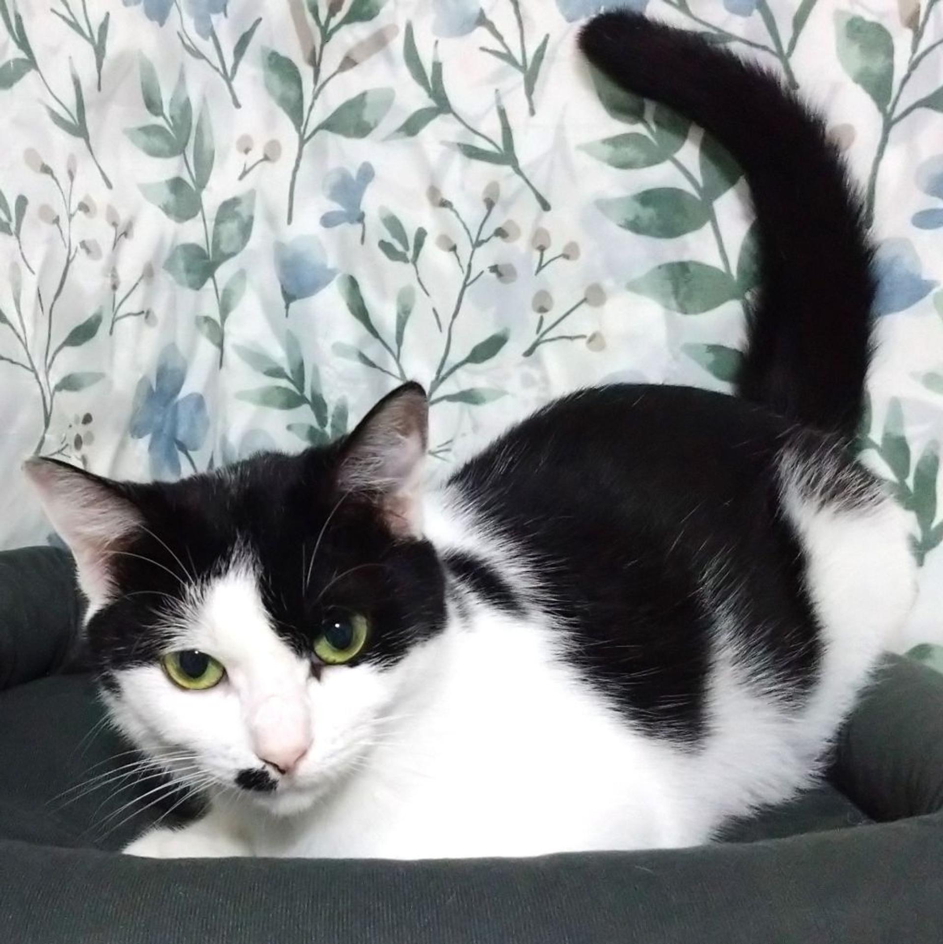 pet-image-6