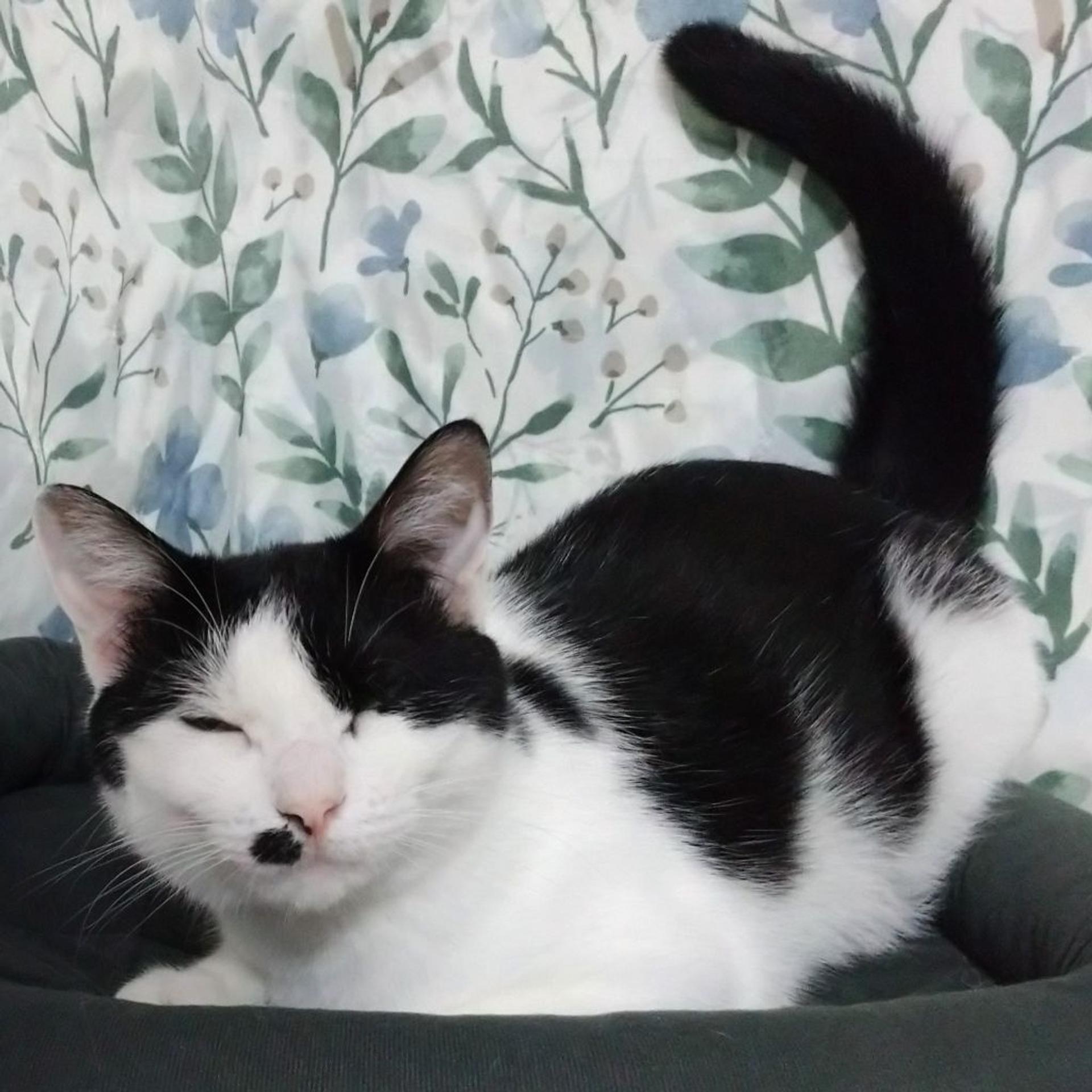 pet-image-2