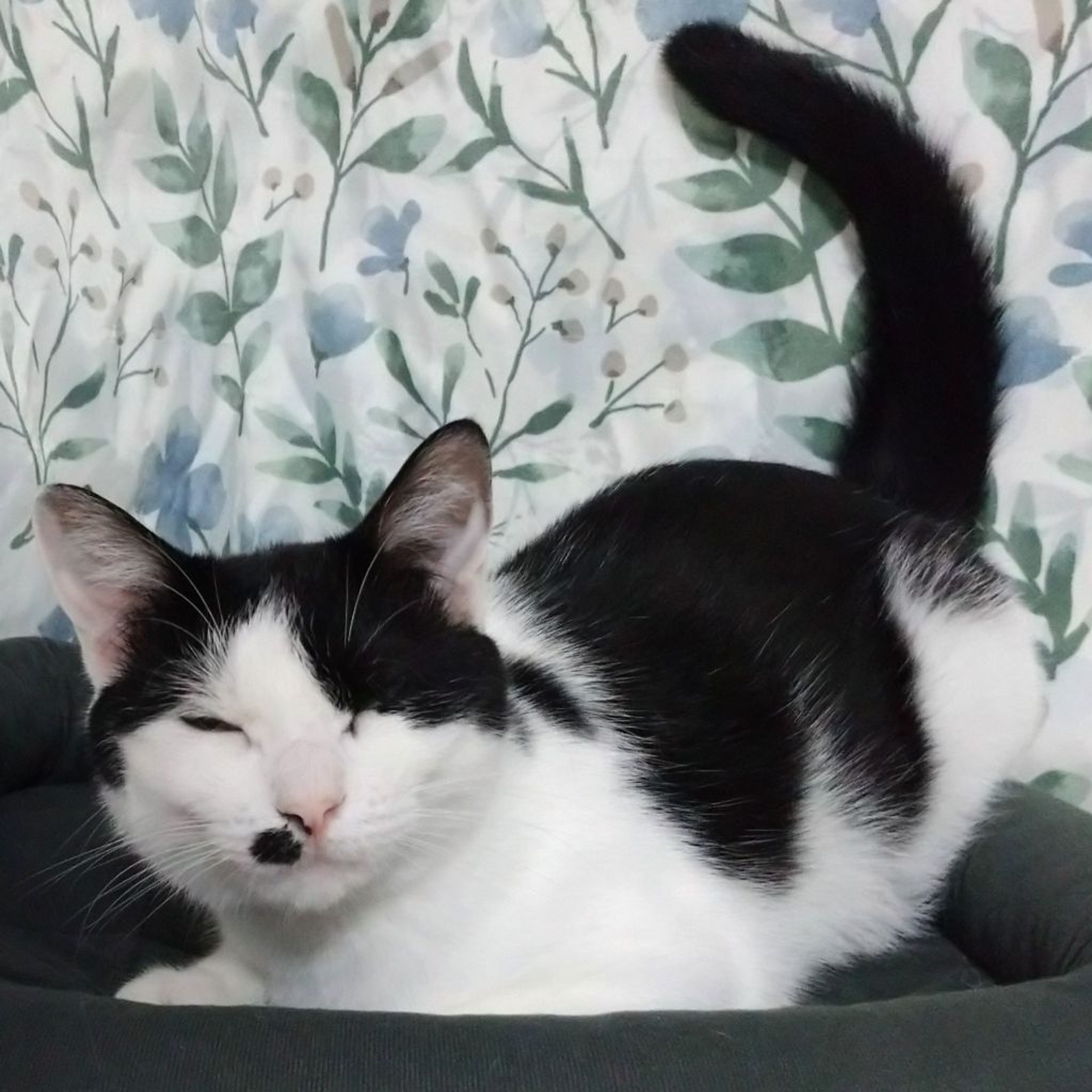 pet-image-2