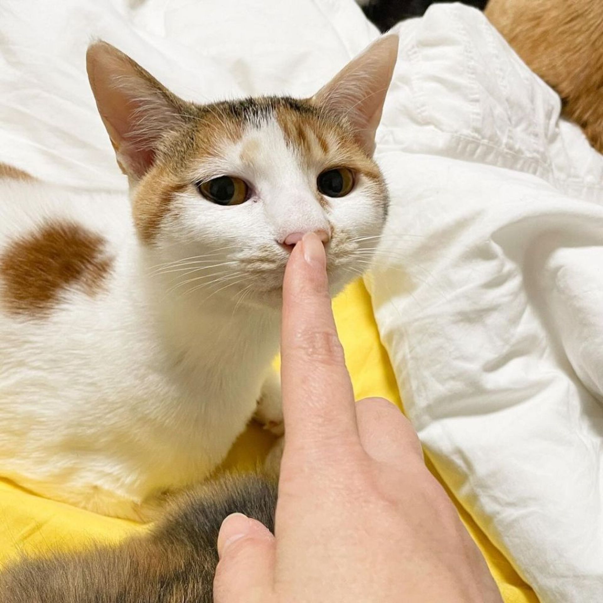 雑種（ミックス猫）・メスの里親募集の写真