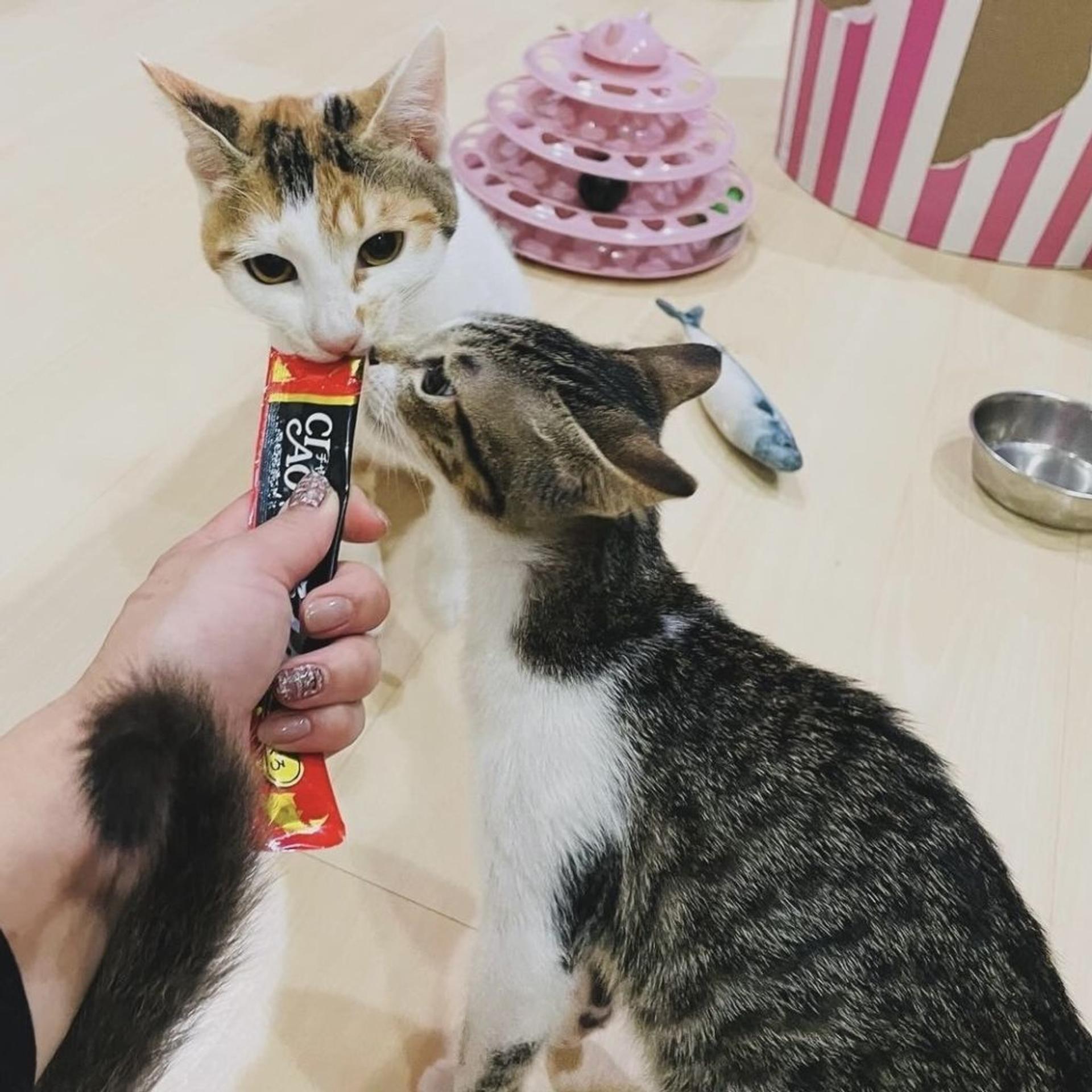 pet-image-7