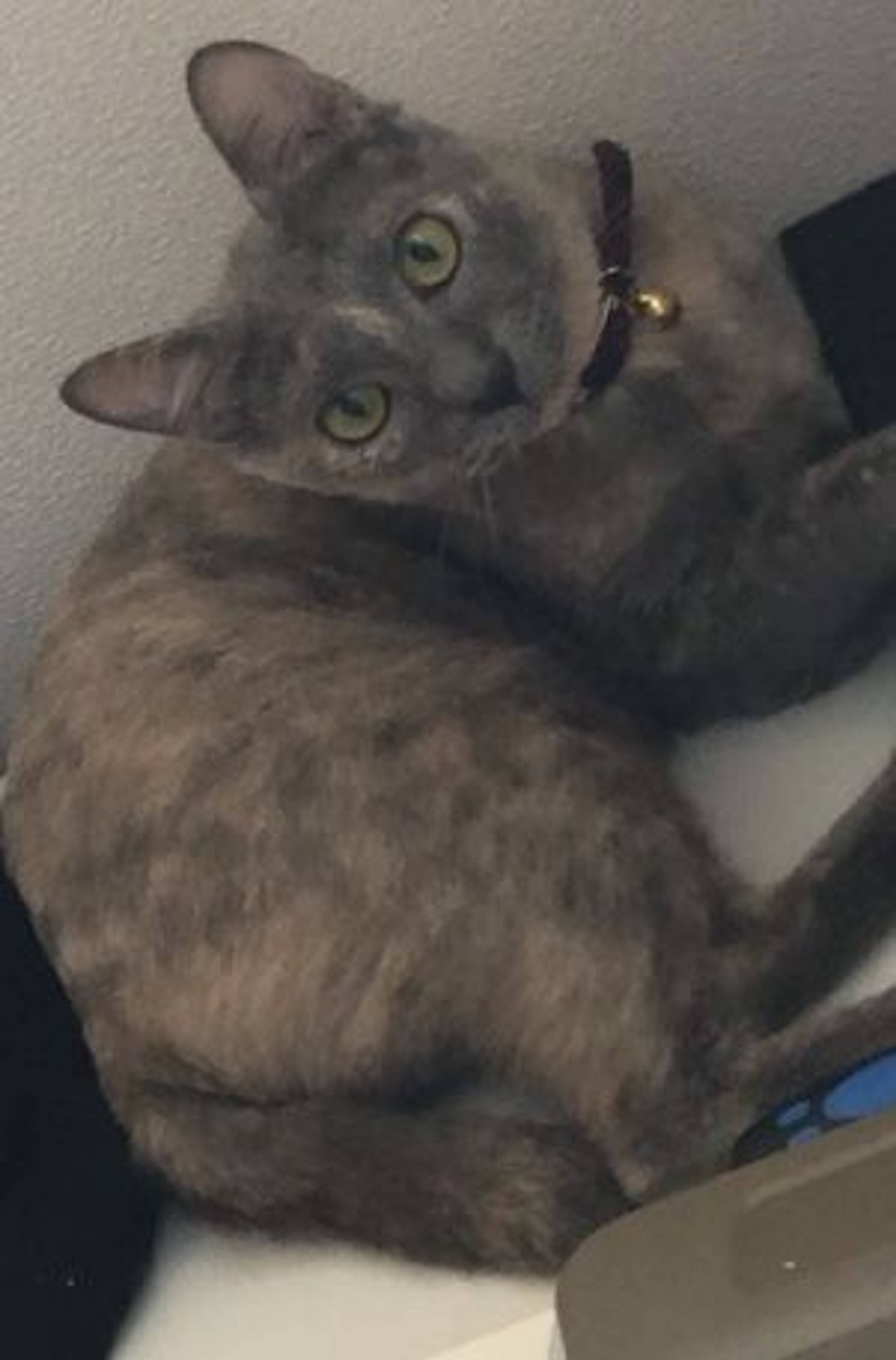雑種（ミックス猫）・メスの里親募集の写真