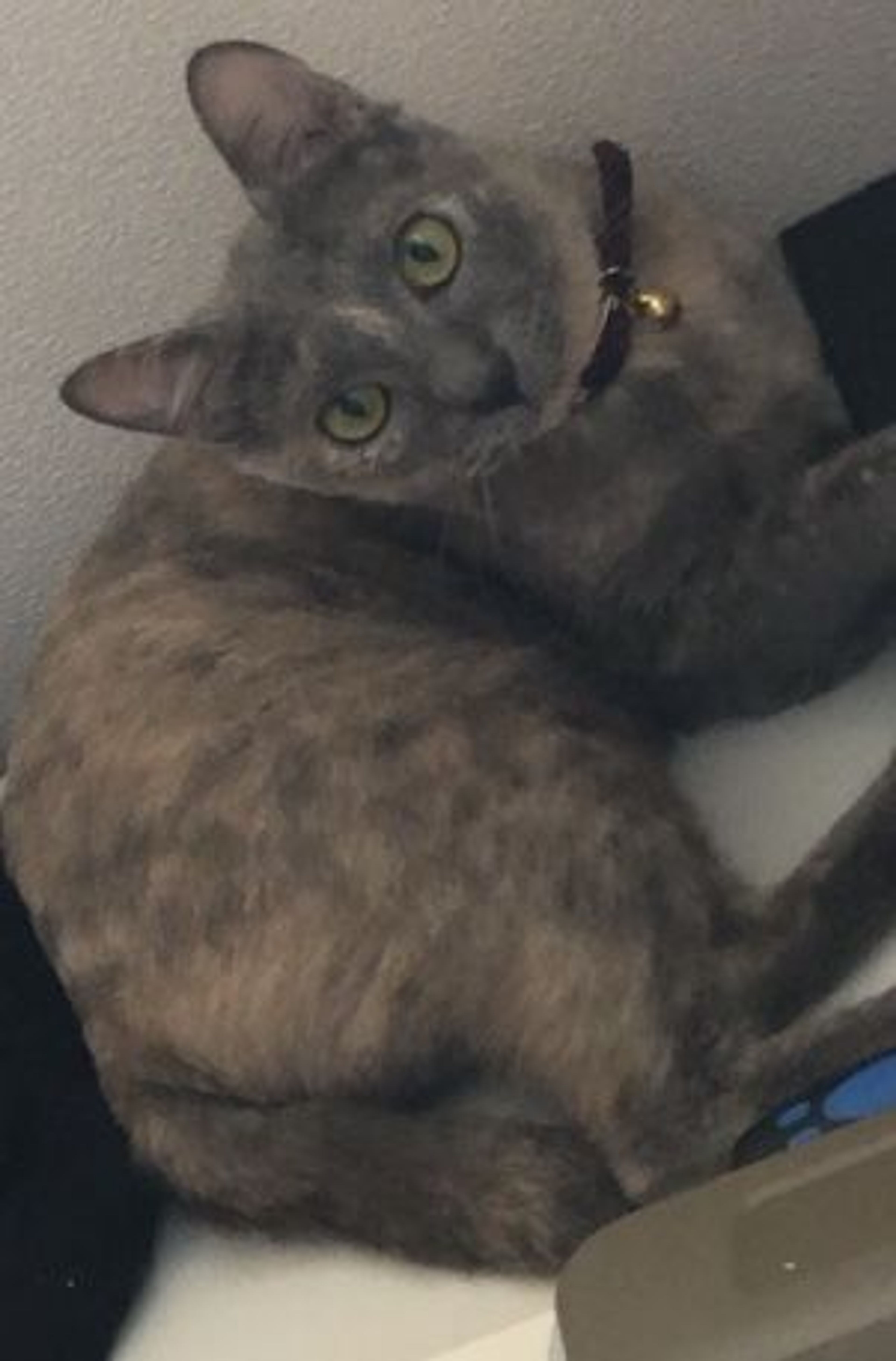 雑種（ミックス猫）・メスの里親募集の写真