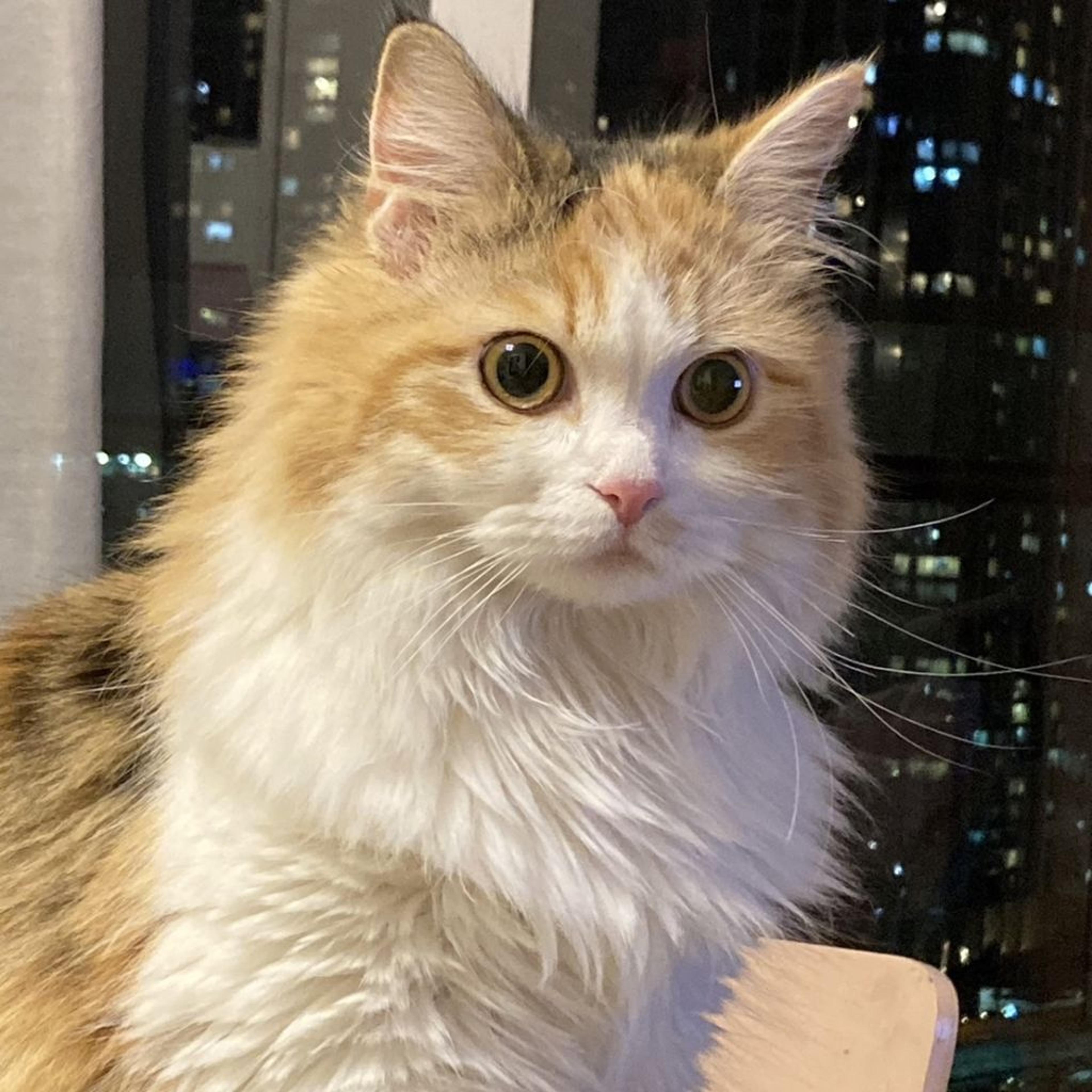 pet-image-2