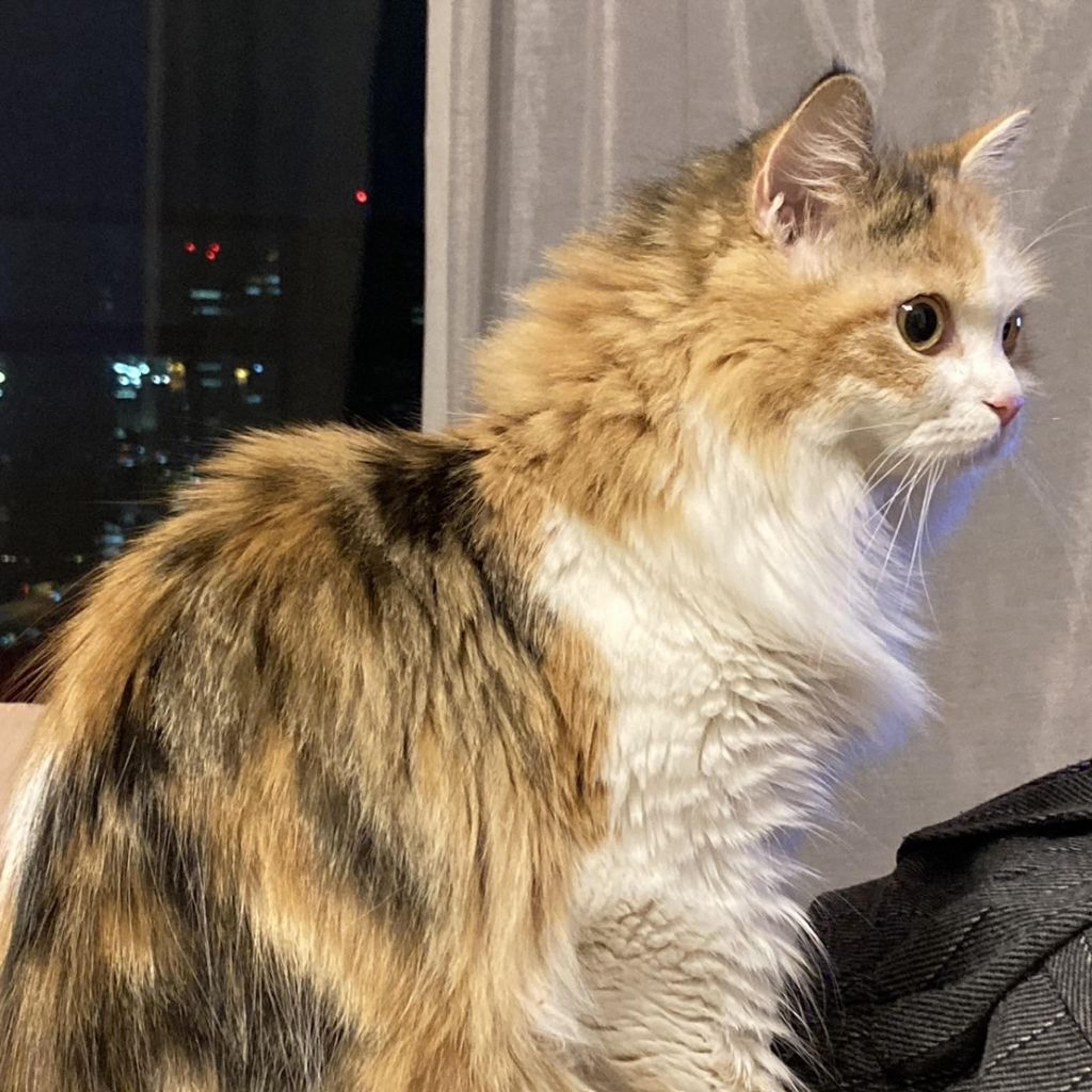 pet-image-4