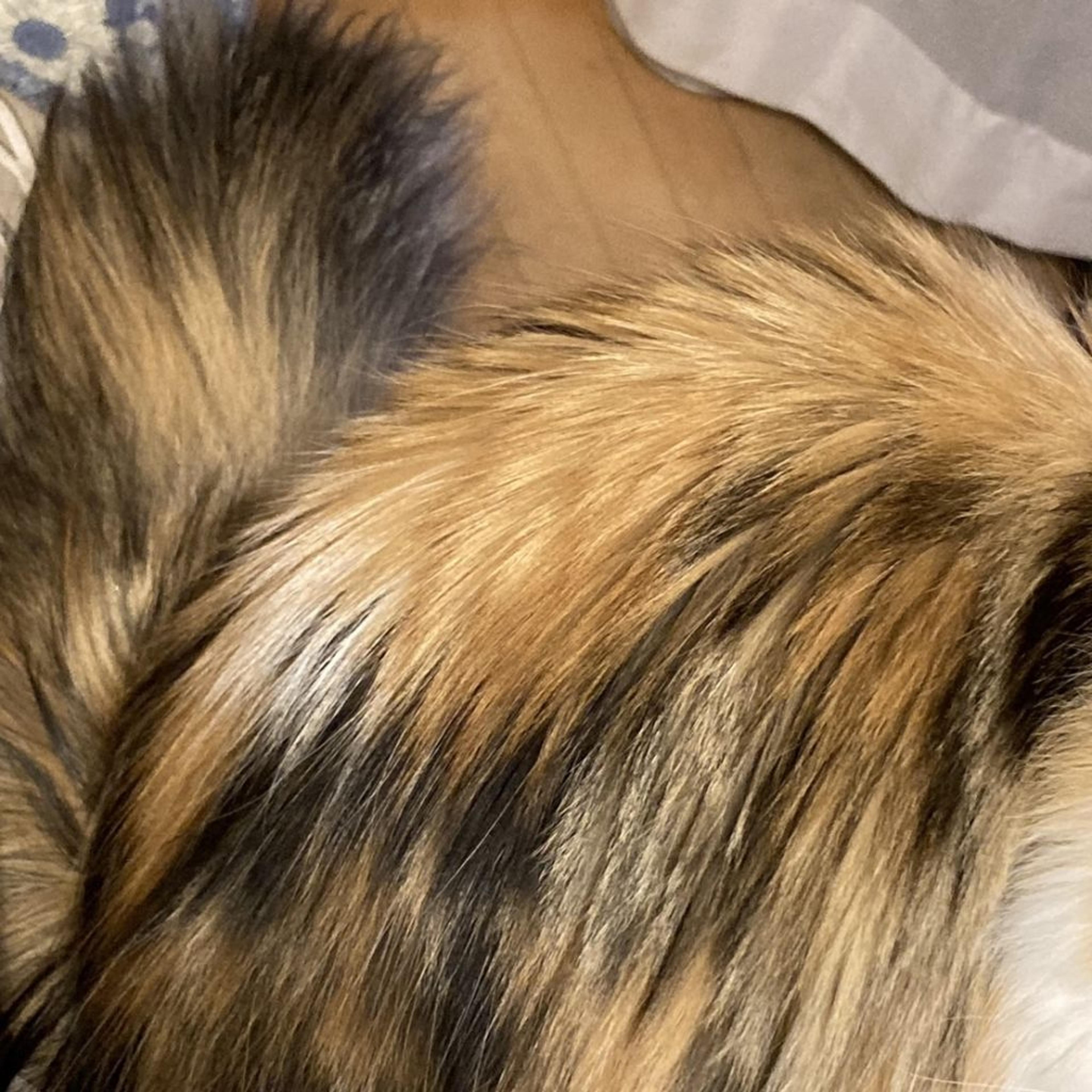 pet-image-6
