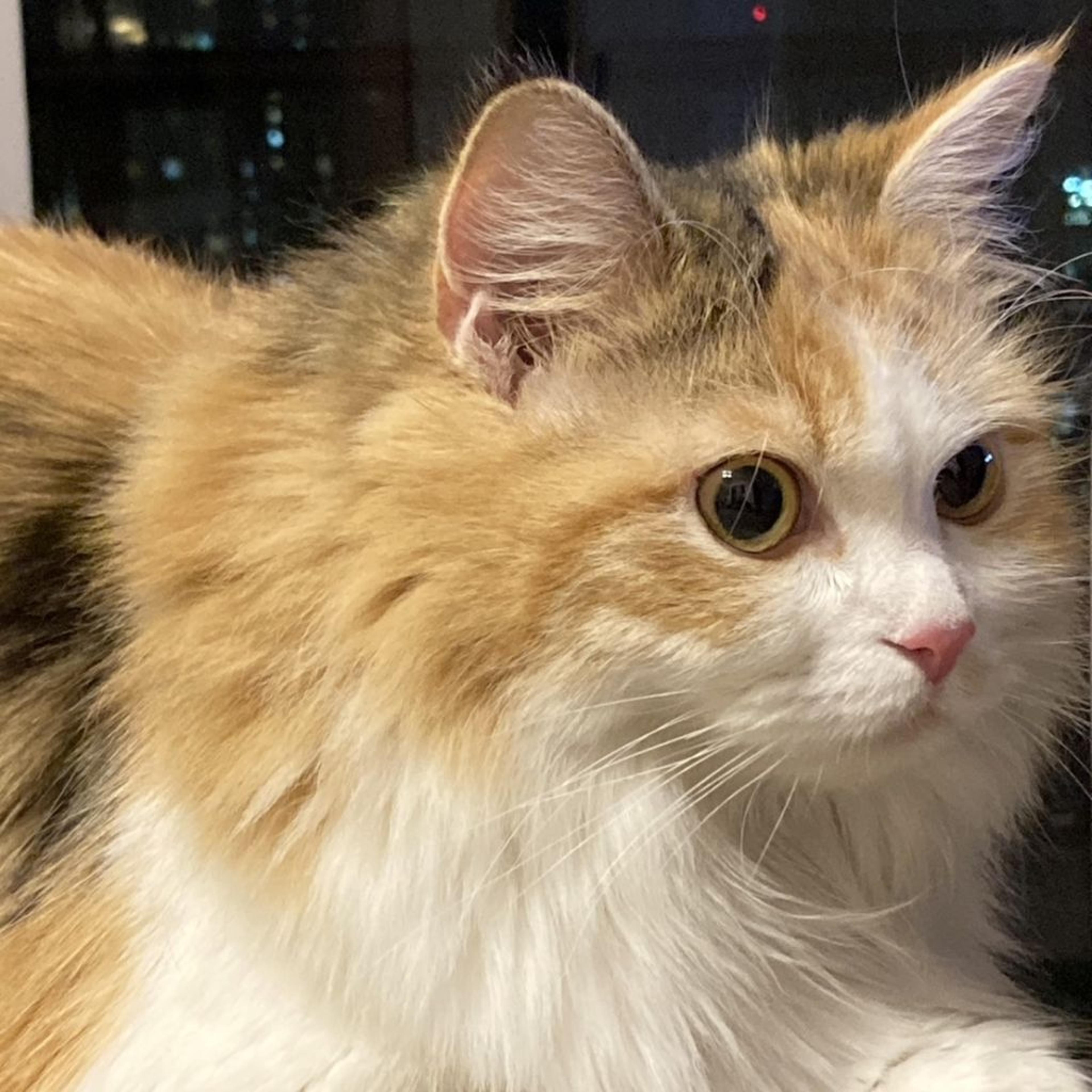 pet-image-7