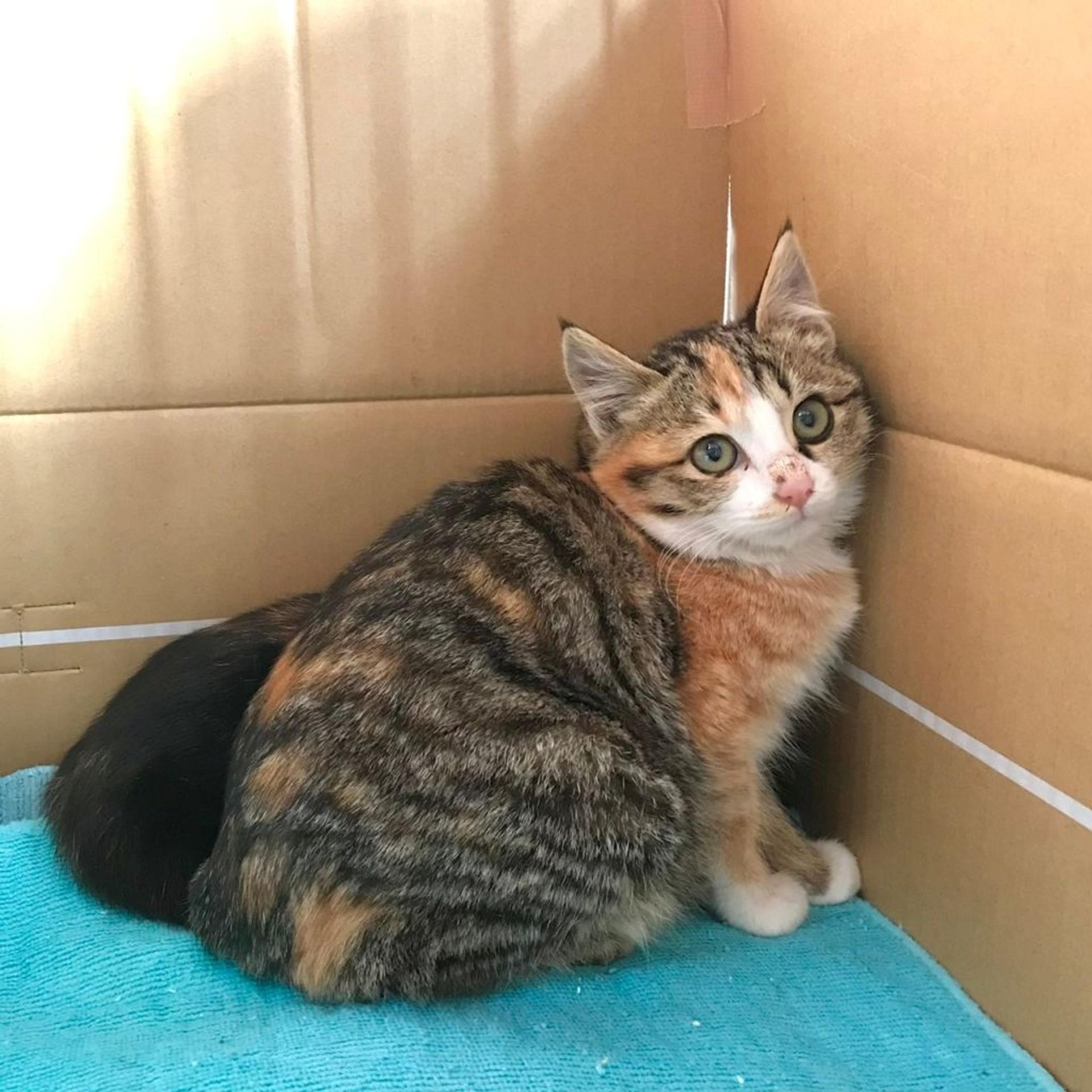 pet-image-7