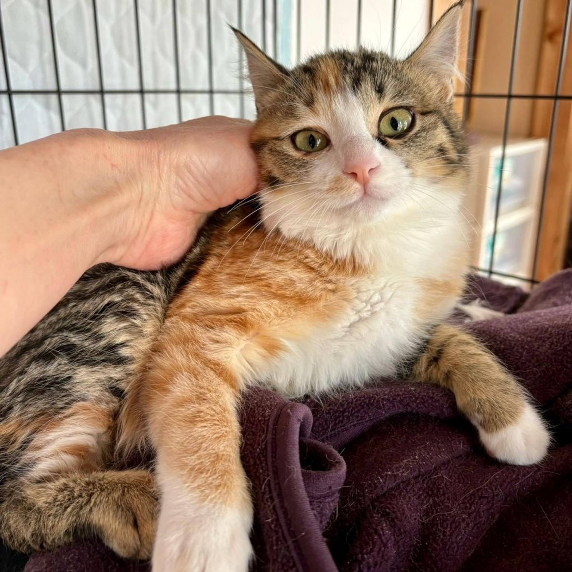 pet-image-9