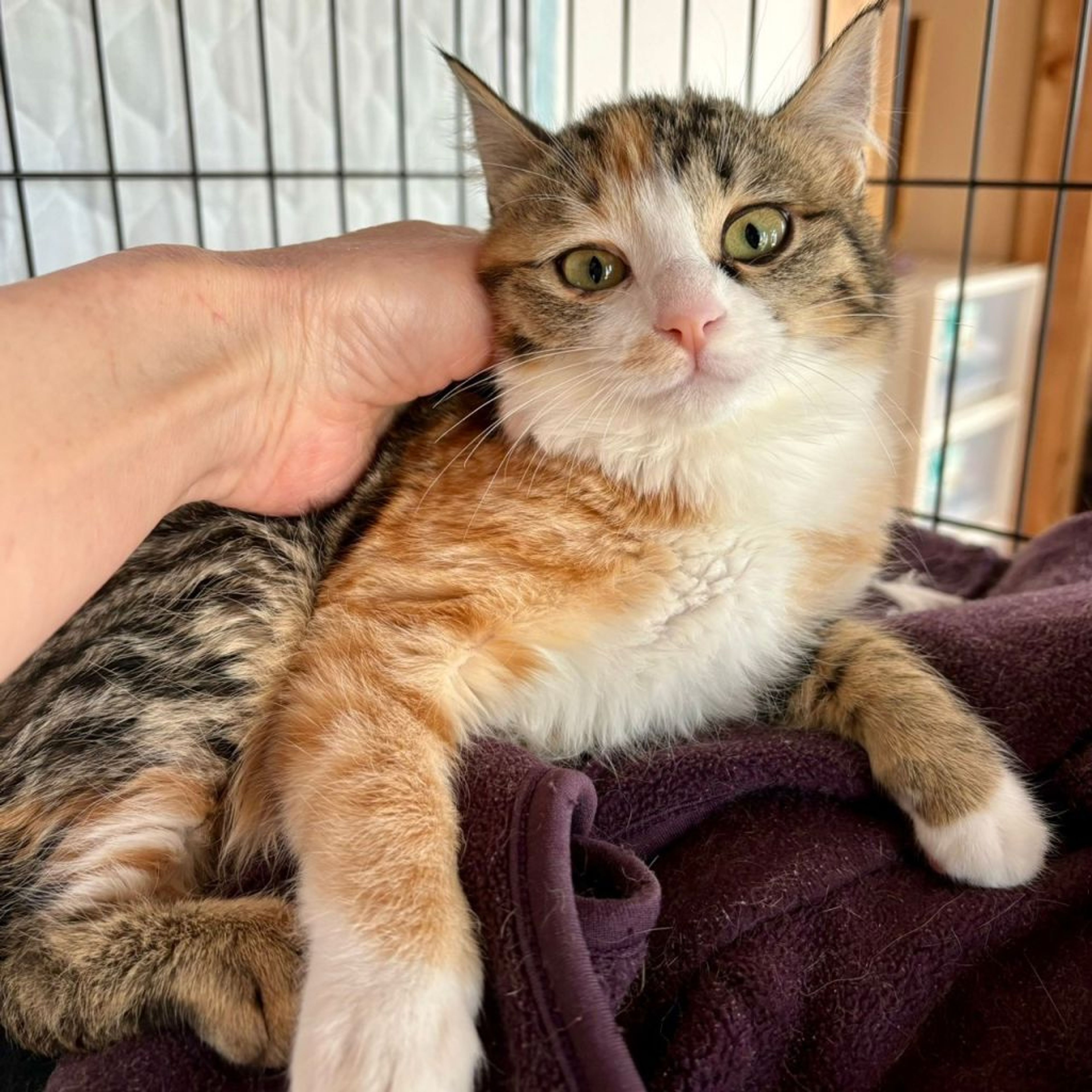pet-image-9