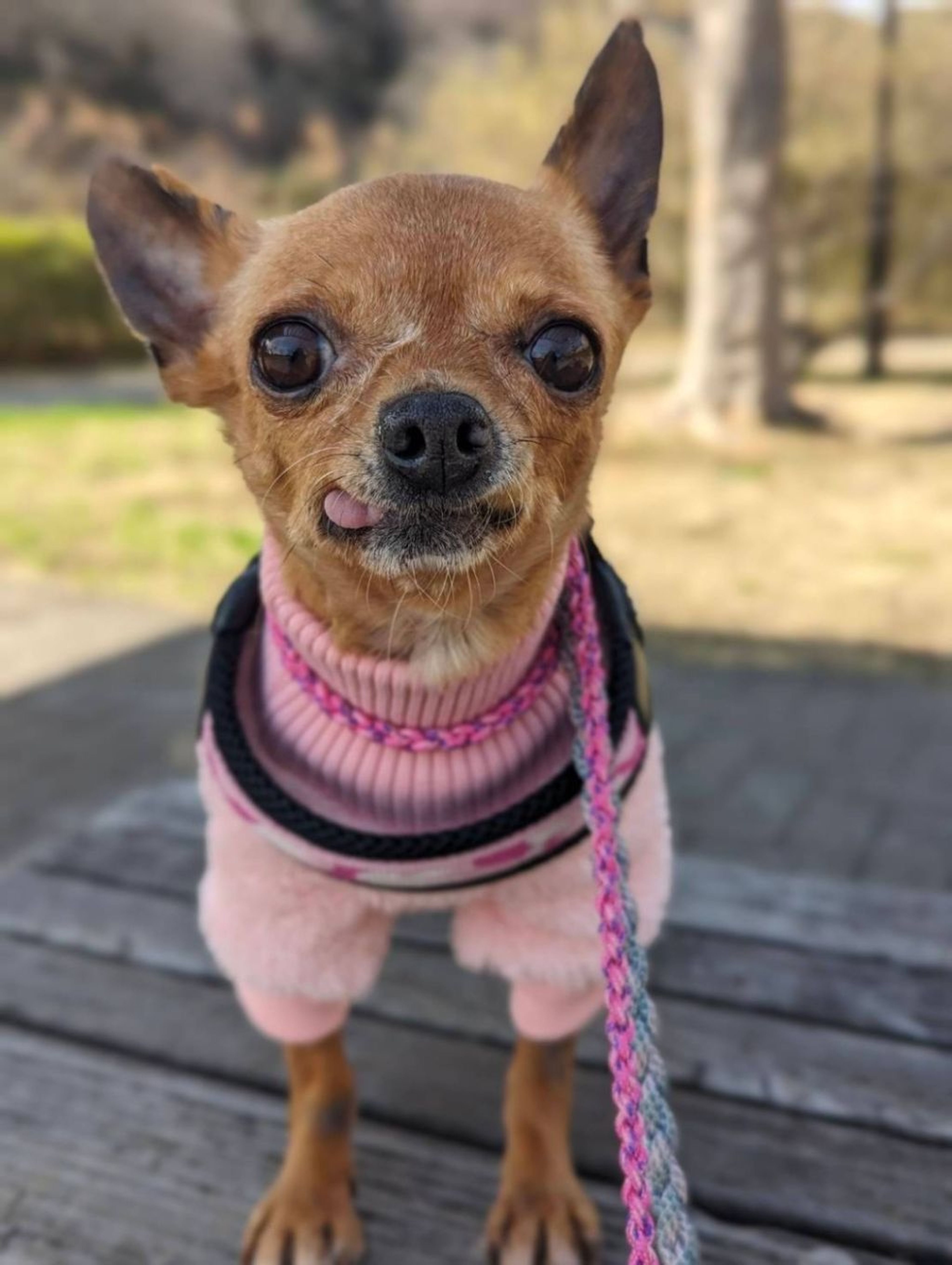 雑種（ミックス犬）・メスの里親募集の写真