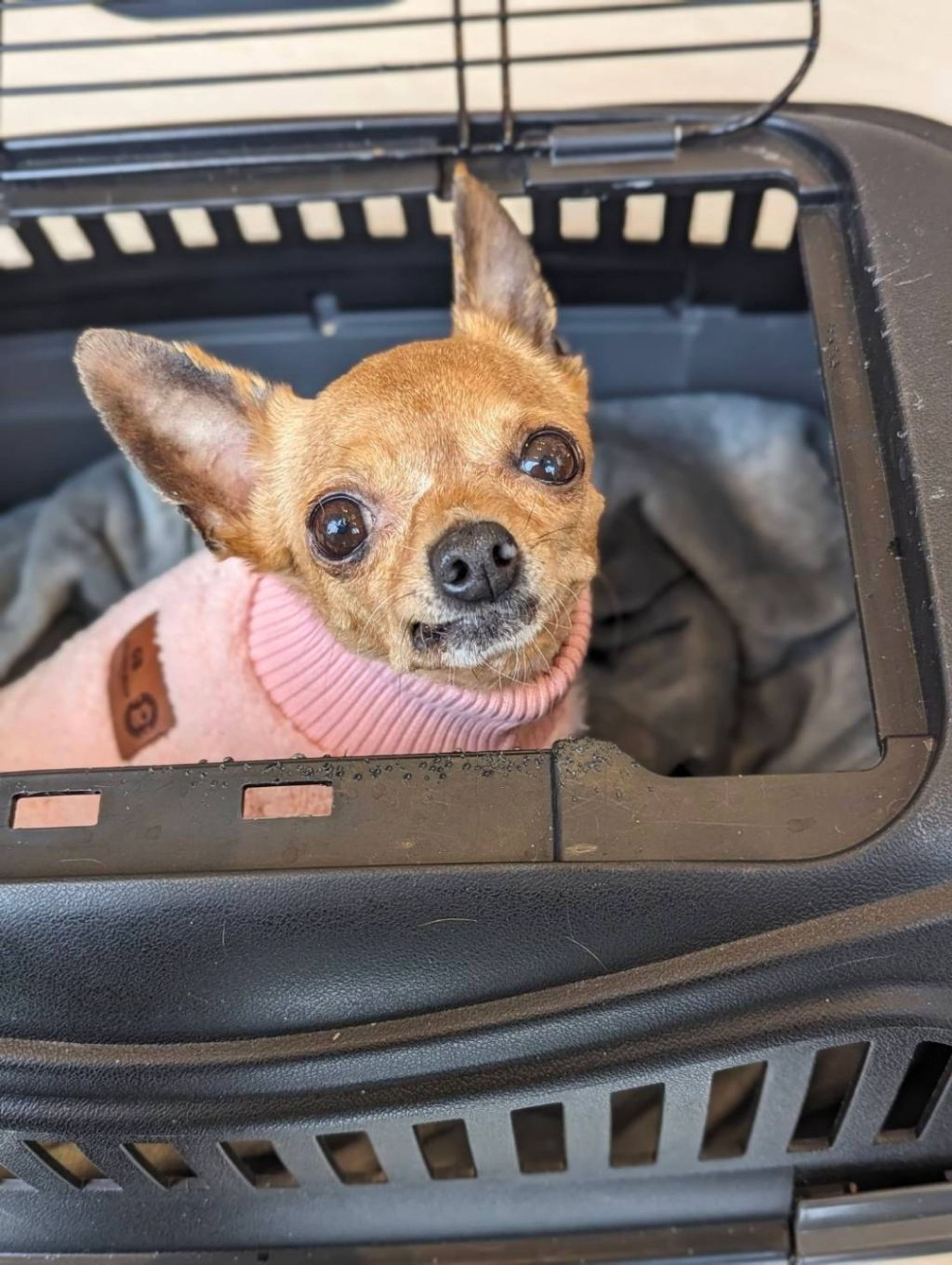 pet-image-2